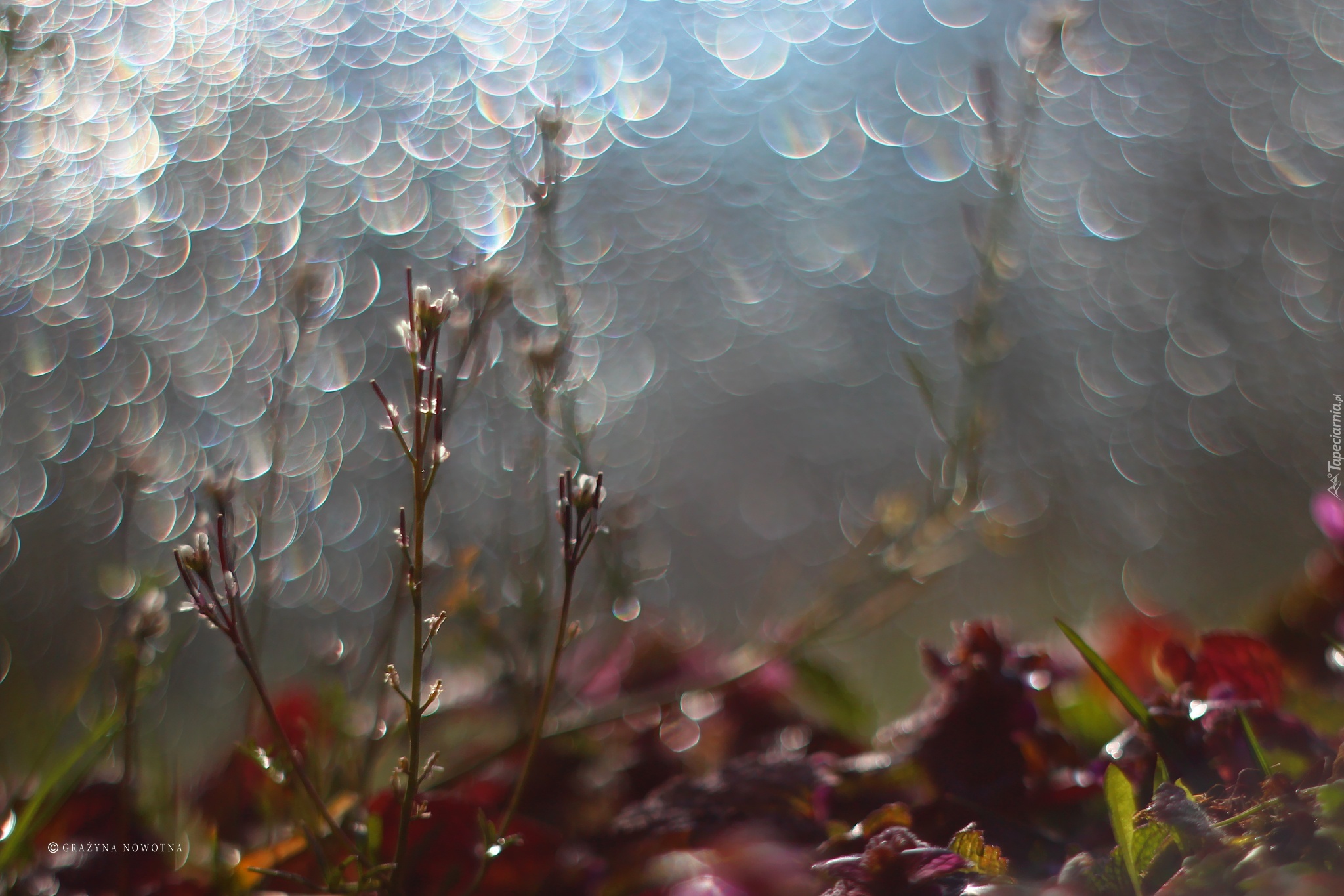 Rośliny, Bokeh