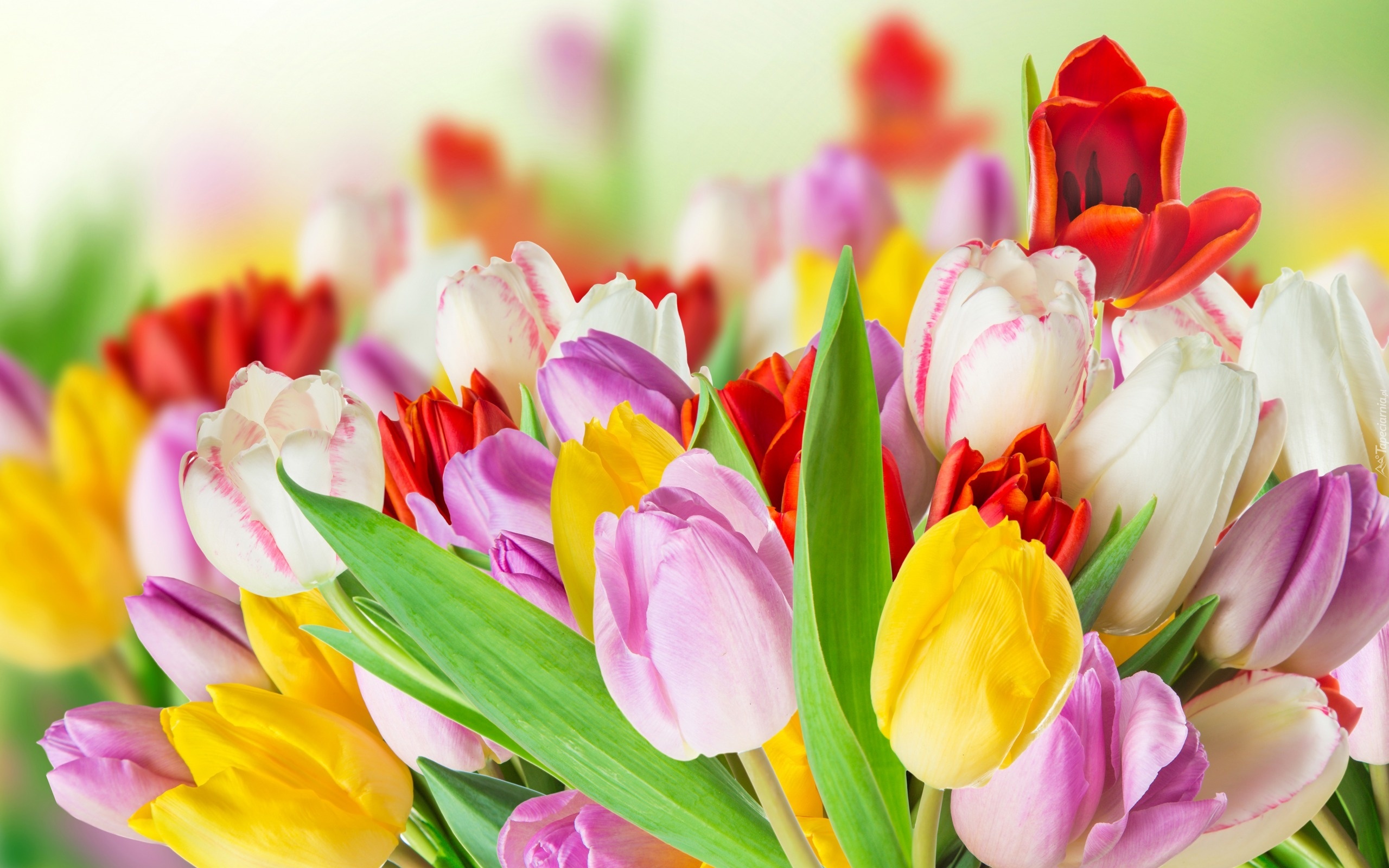 Tulipany, Kwiaty, Bukiet Kwiatów