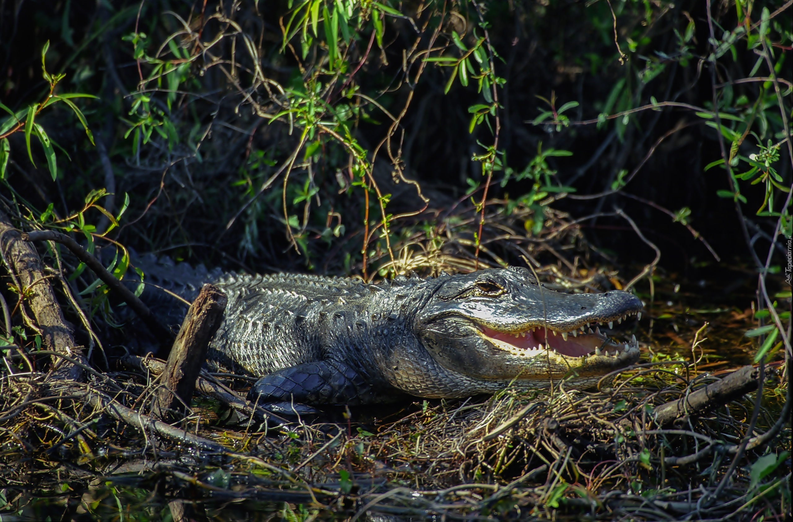 Aligator, Zarośla