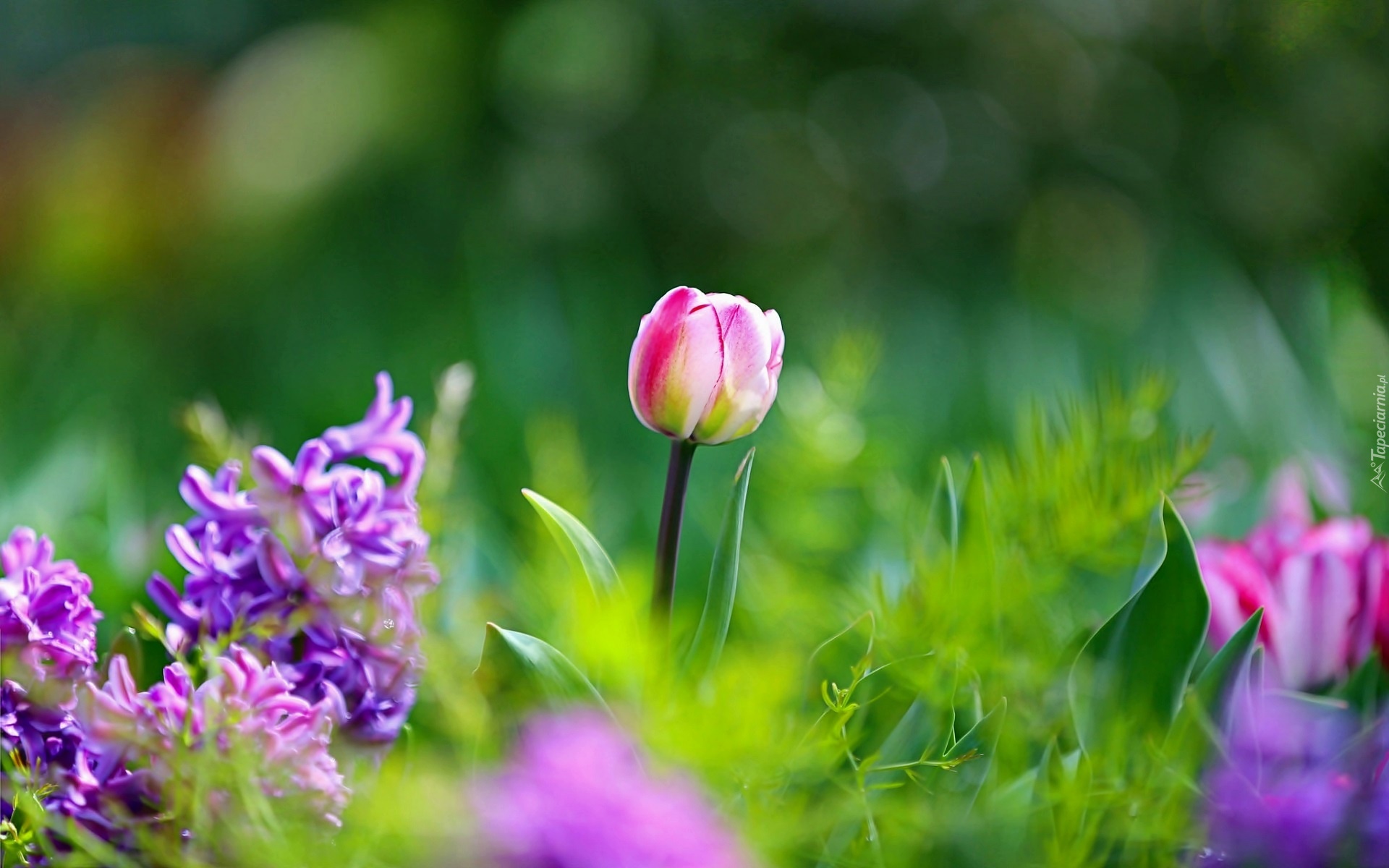 Tulipany, Kwiaty, Bokeh, Ogród