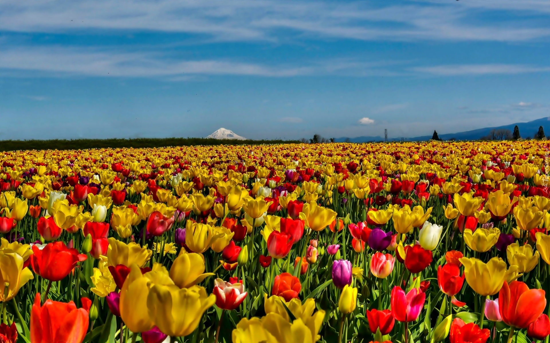 Pole, Tulipany, Niebo