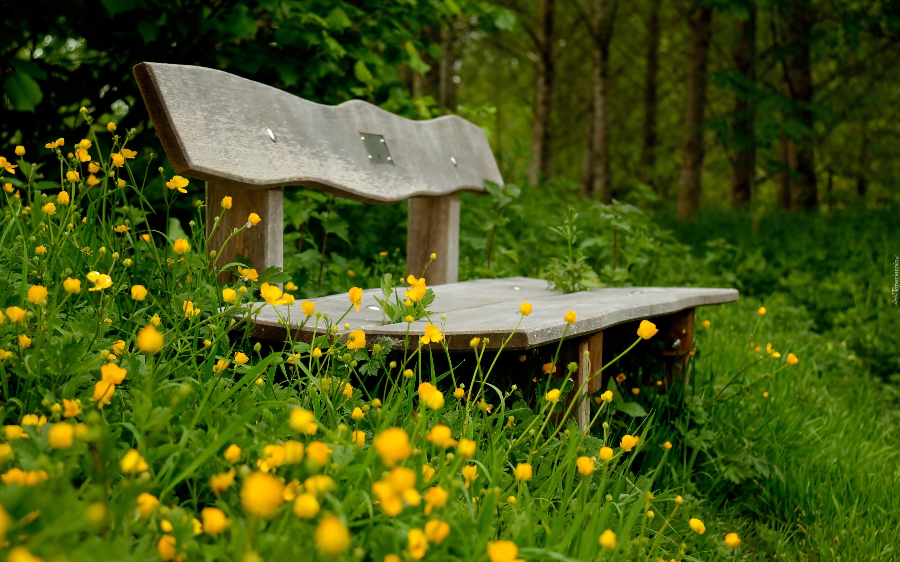 Kwiatki, Ławka, Park