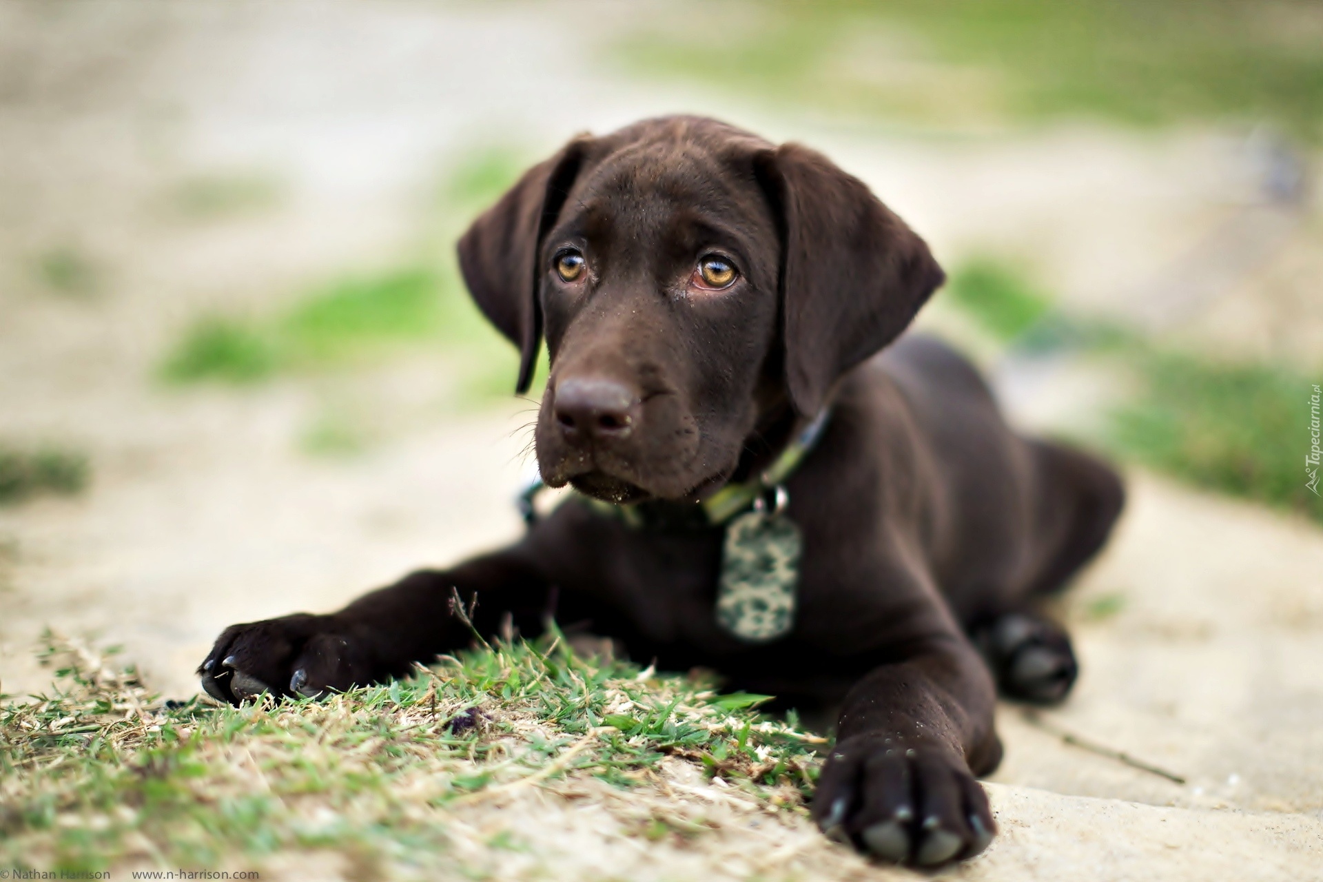 Brązowy, Pies, Szczeniak, Labrador retriever