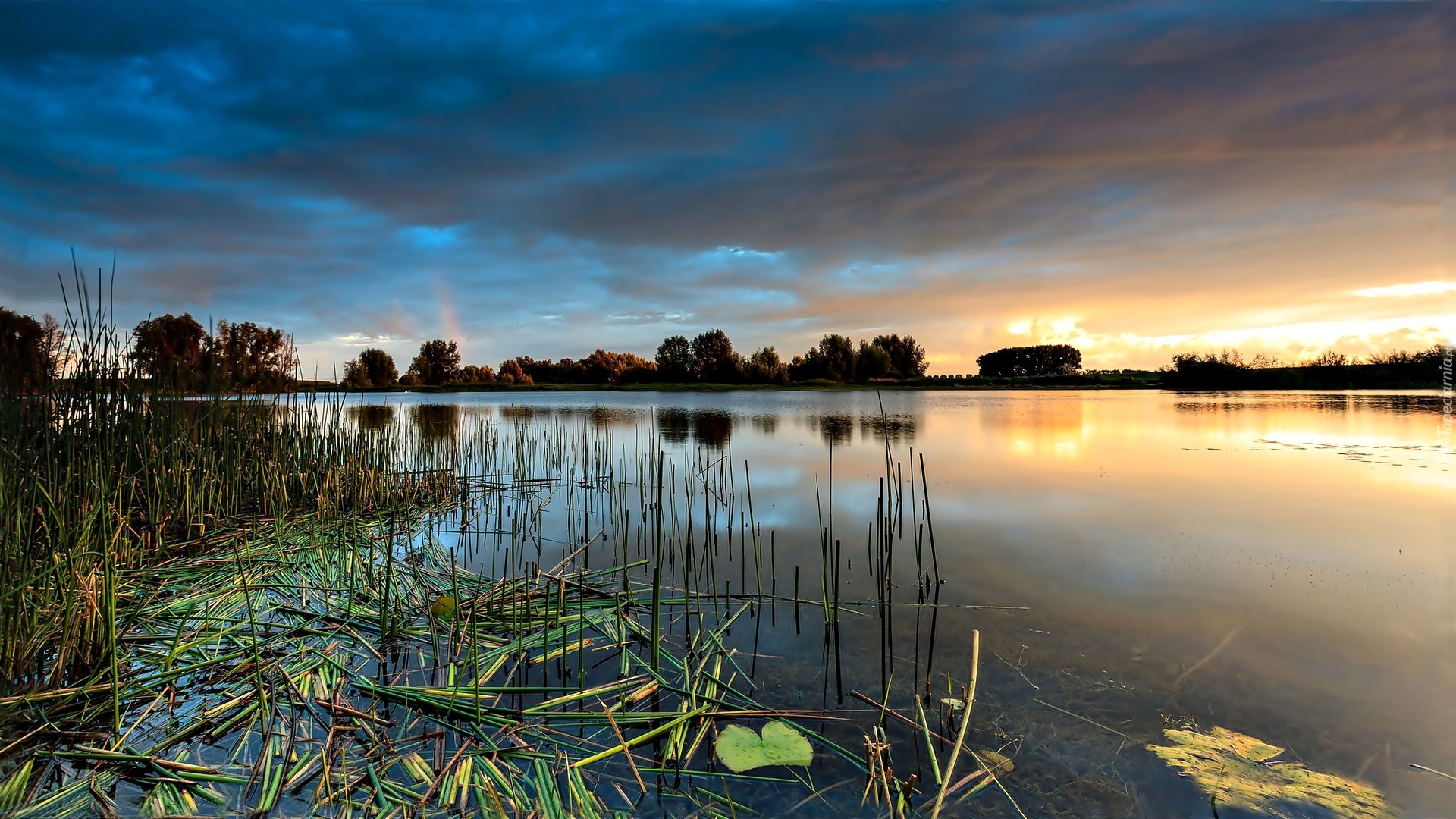 Jezioro, Zachód Słońca, Trzcina, Drzewa