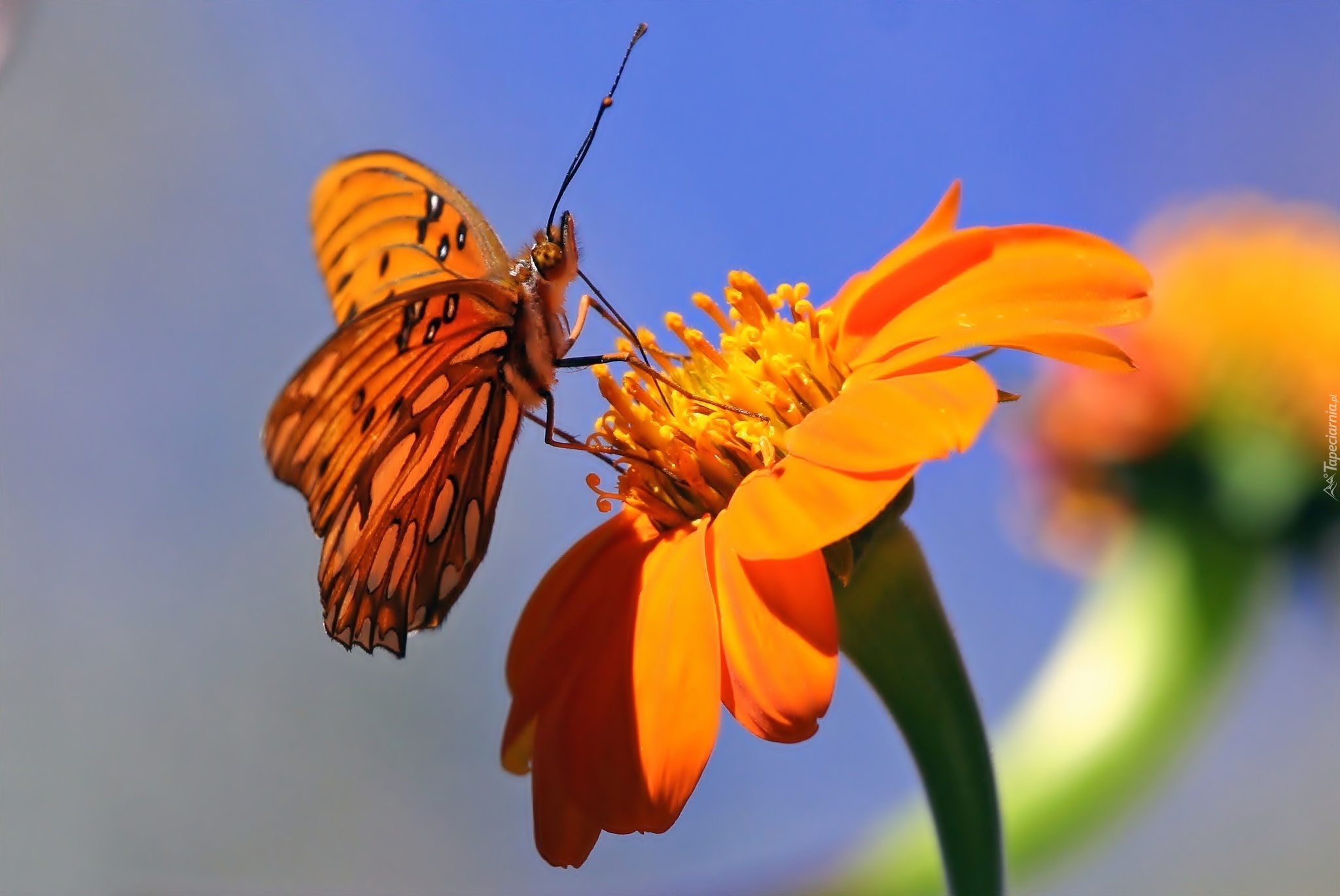 Motyl, Kwiat, Makro