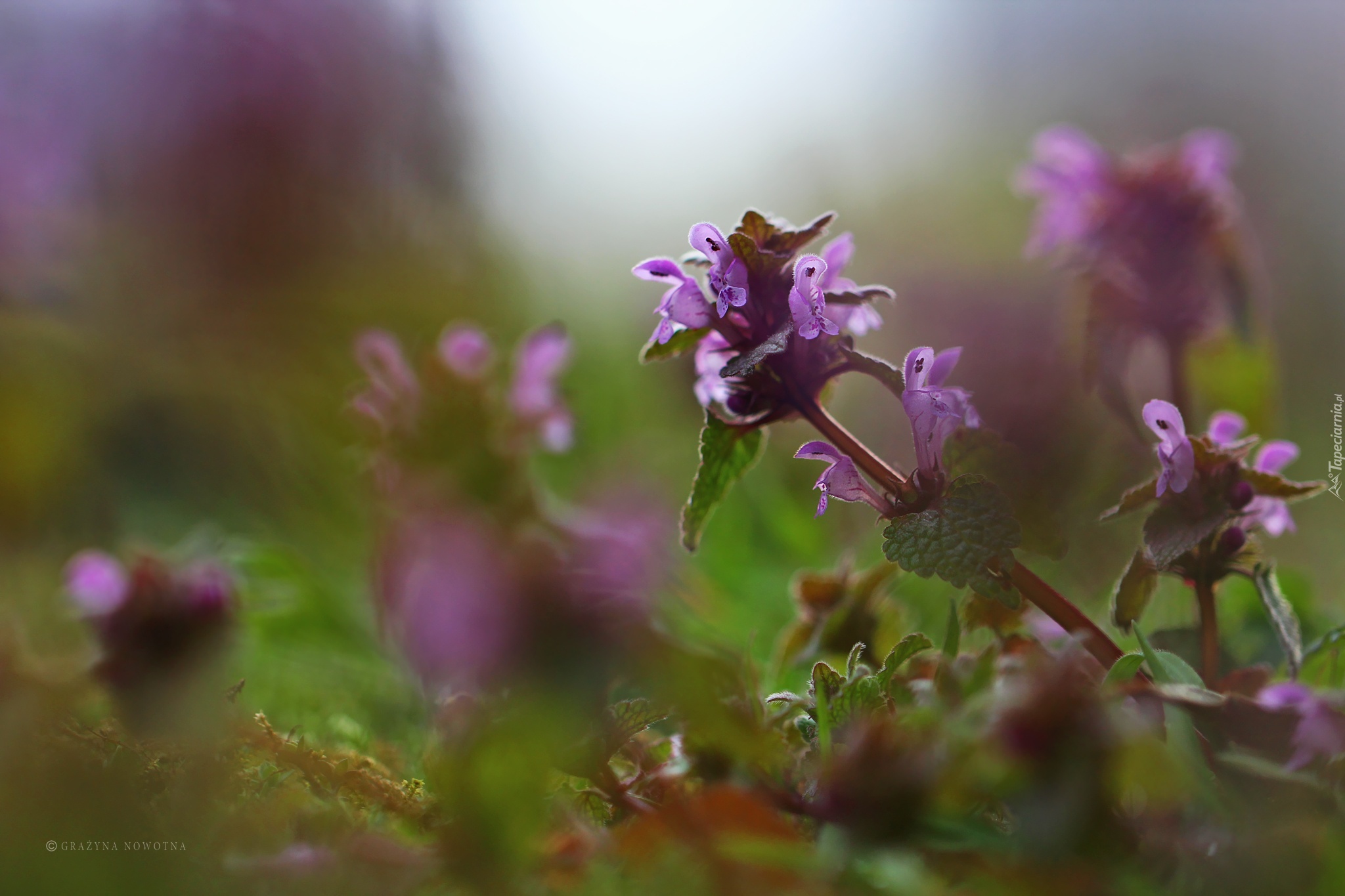 Jasnota Purpurowa, Roślina