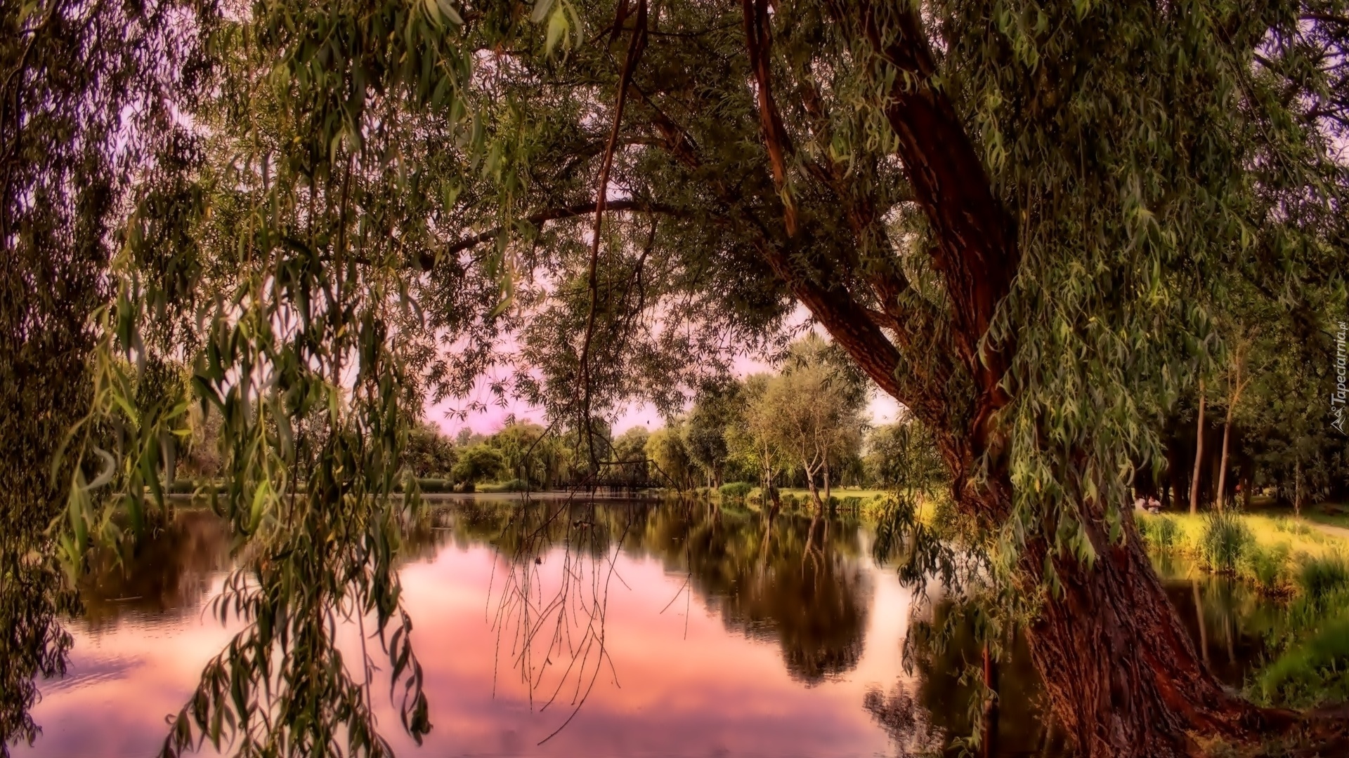 Park, Zachód Słońca, Drzewa, Staw