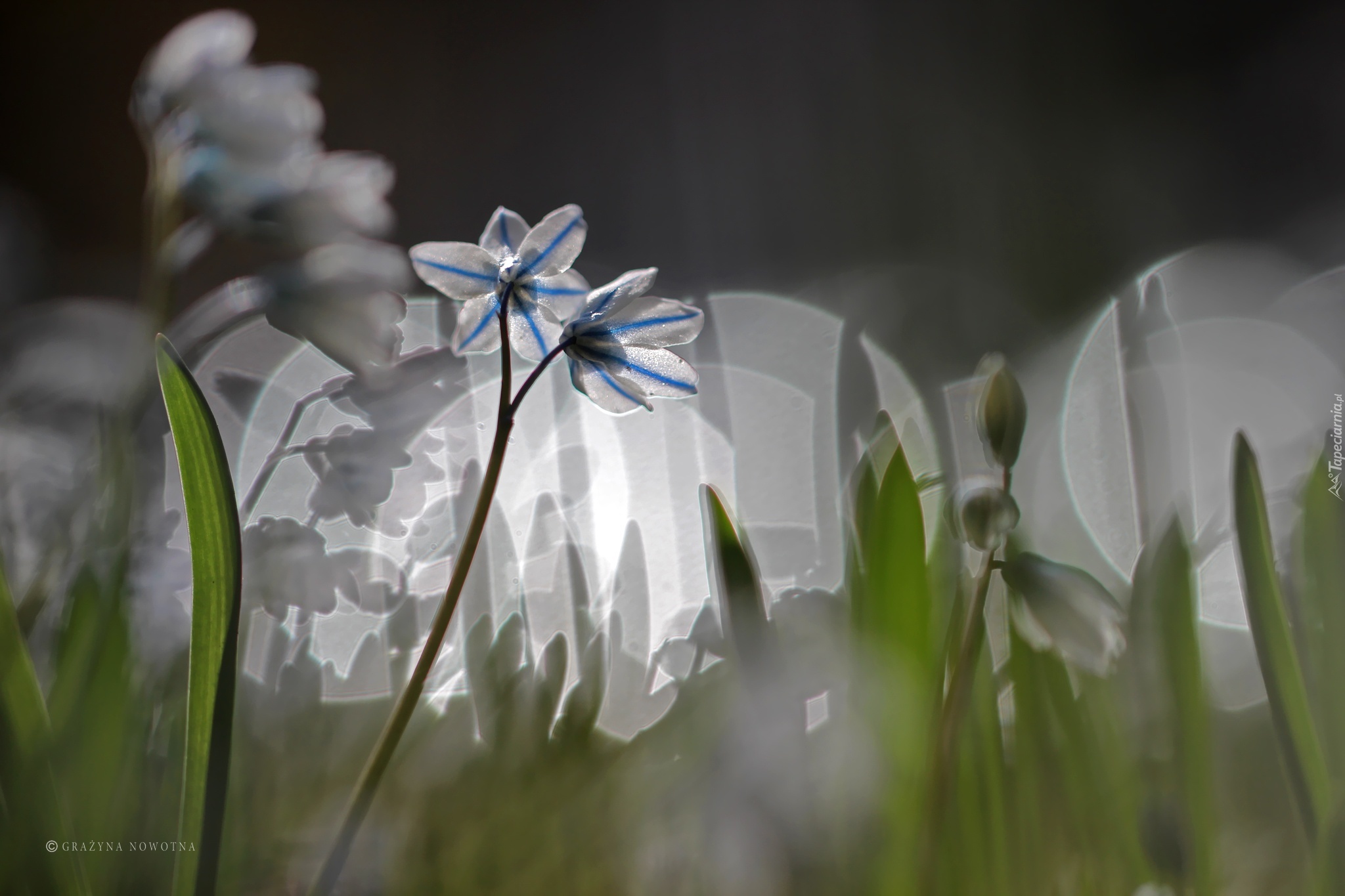 Cebulica Syberyjska, Bokeh, Makro