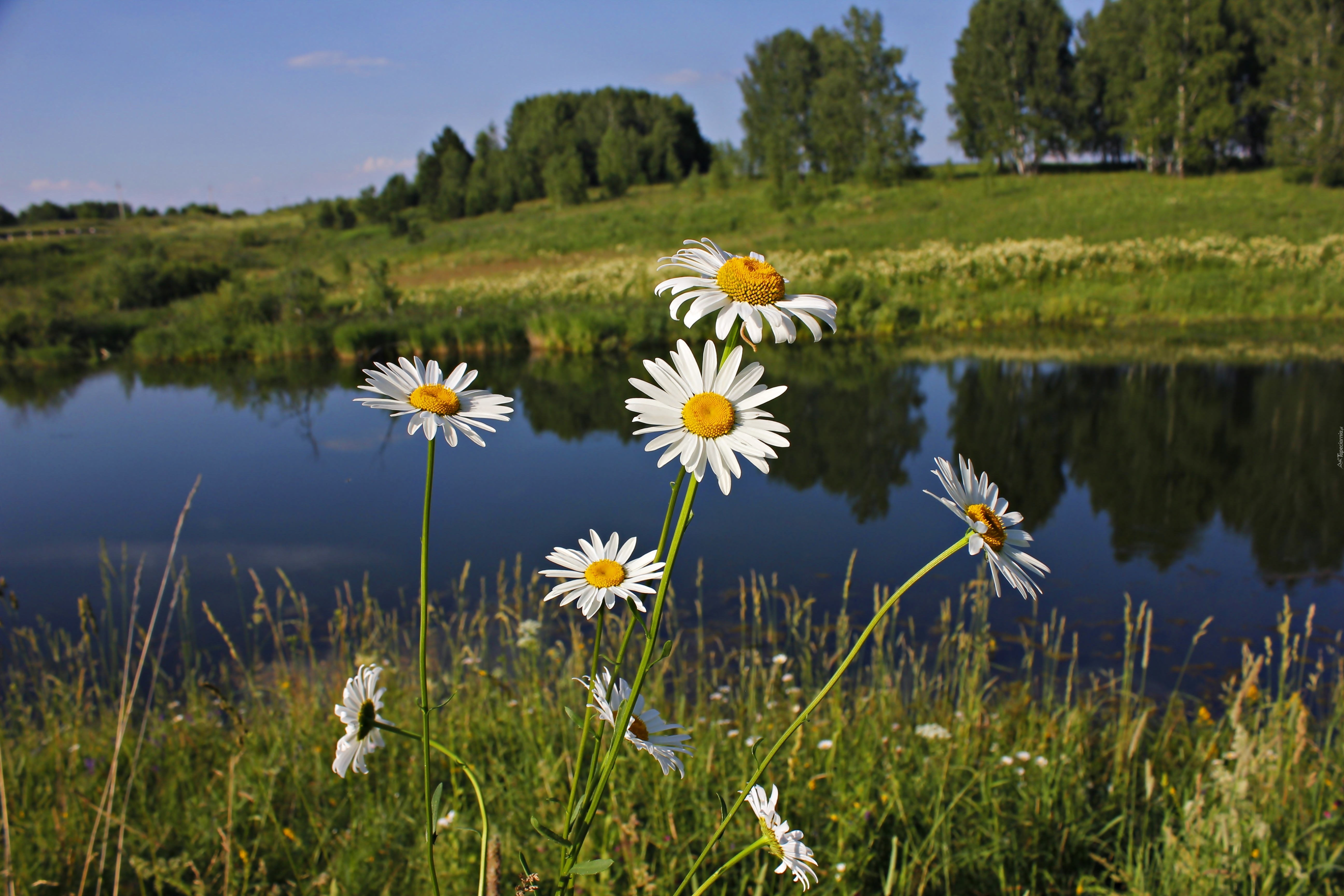 Łąka, Rzeka, Margerytki