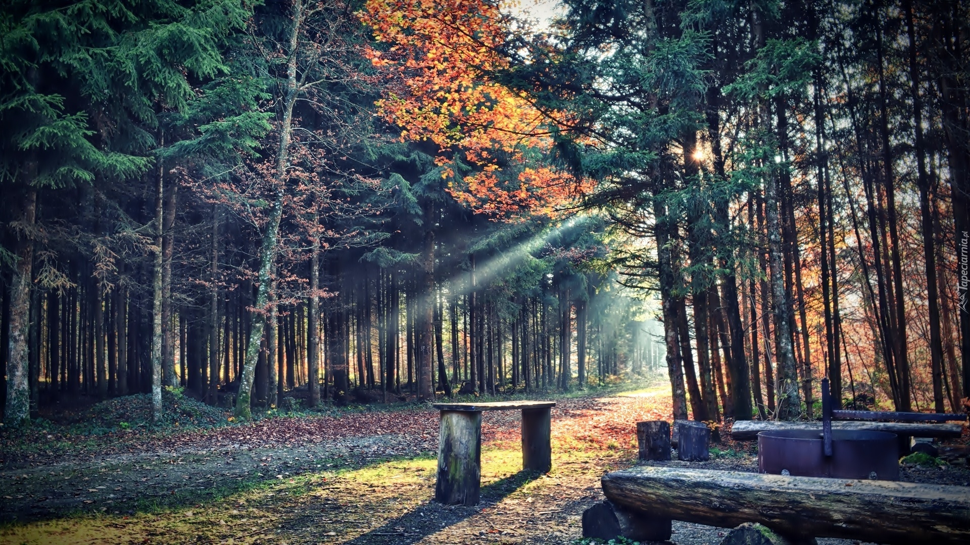 Las, Promienie, Ławka