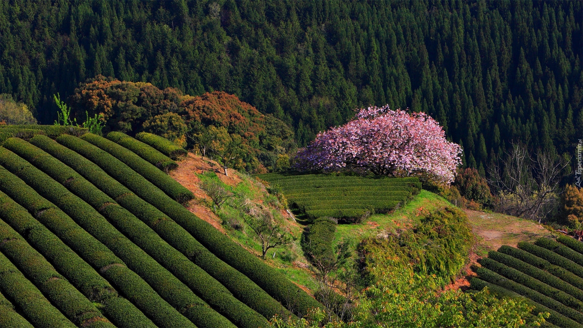 снег плантация snow plantation загрузить