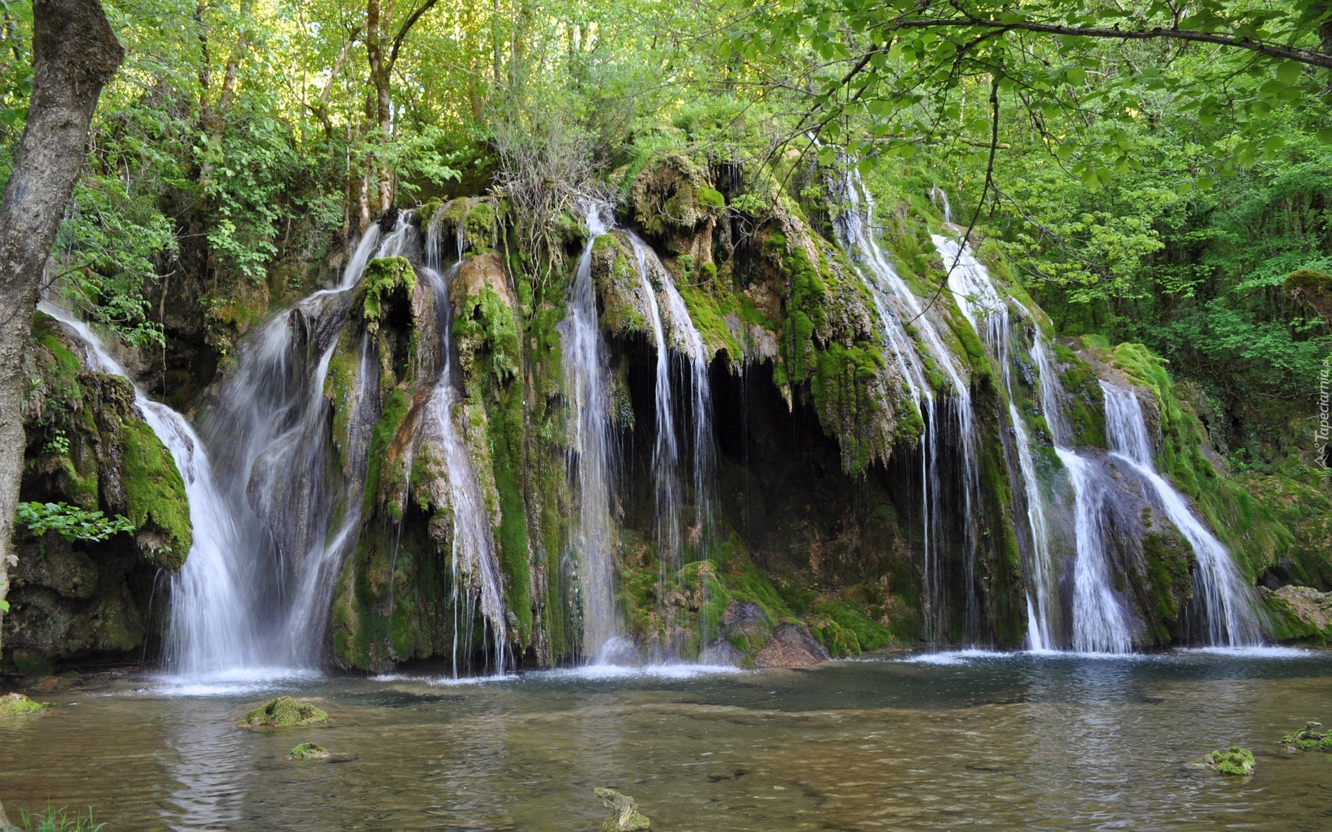 Kaskada, Roślinność