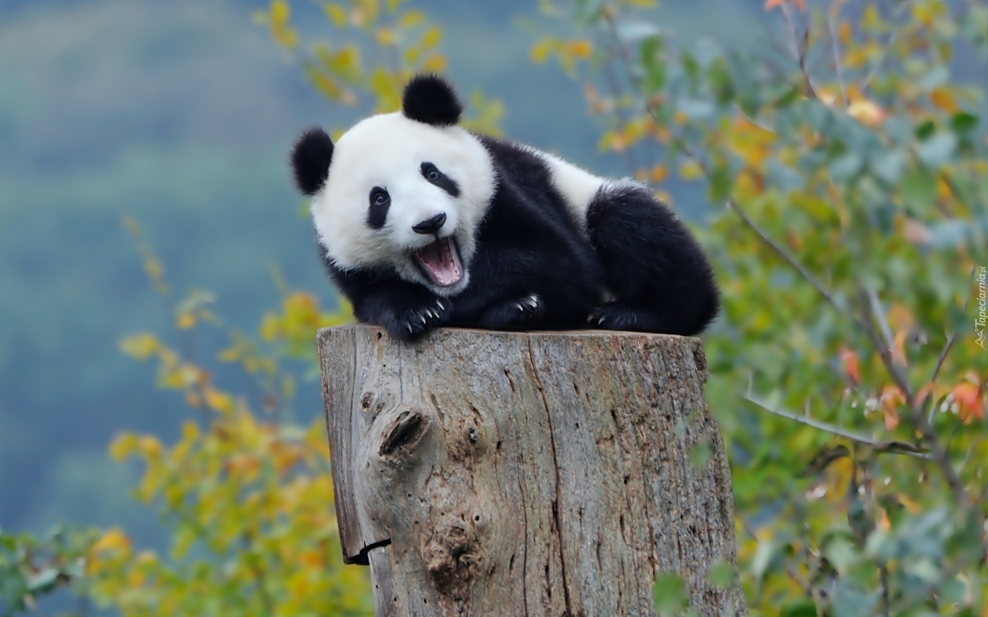 Panda, Pień