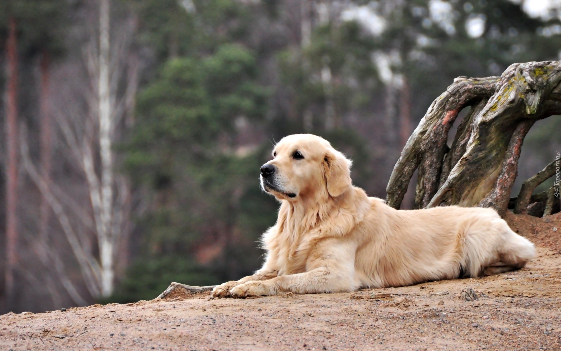 Pies, Golden