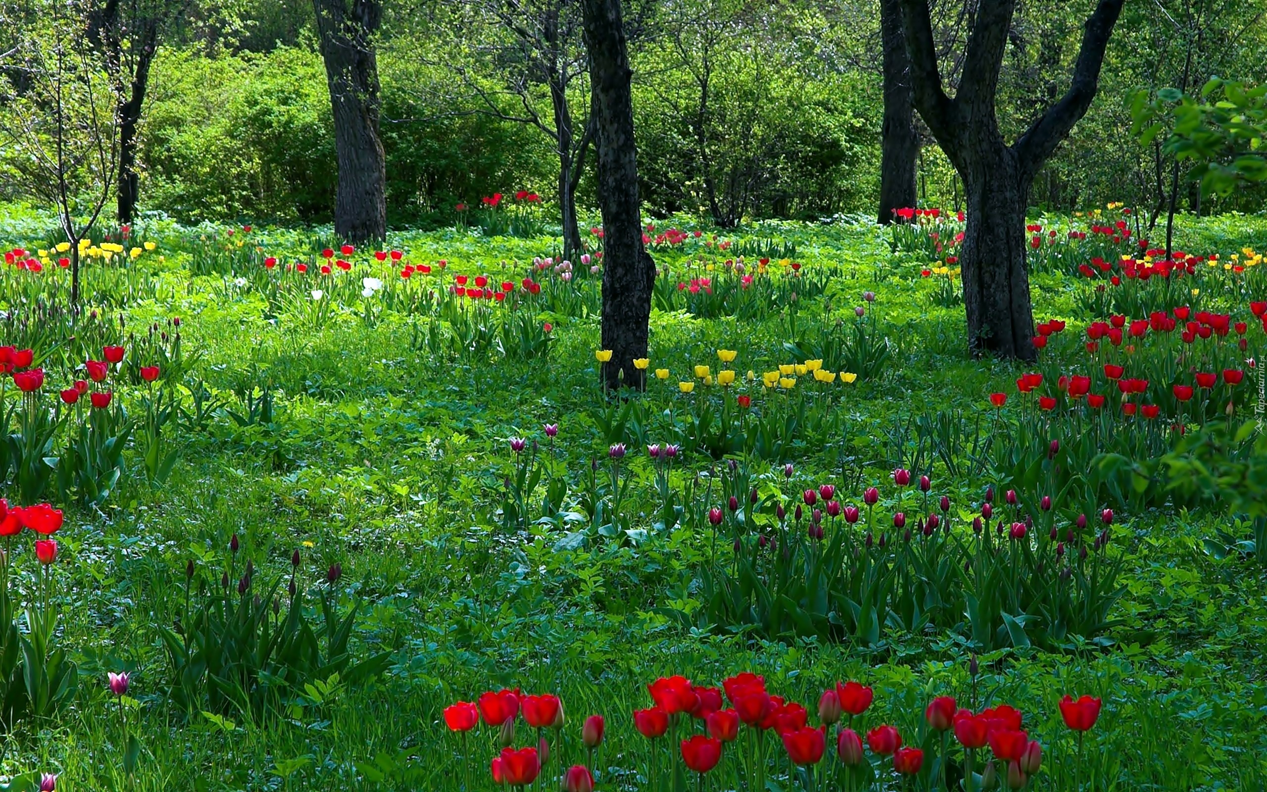 Park, Wiosna, Tulipany, Przebijające, Światło