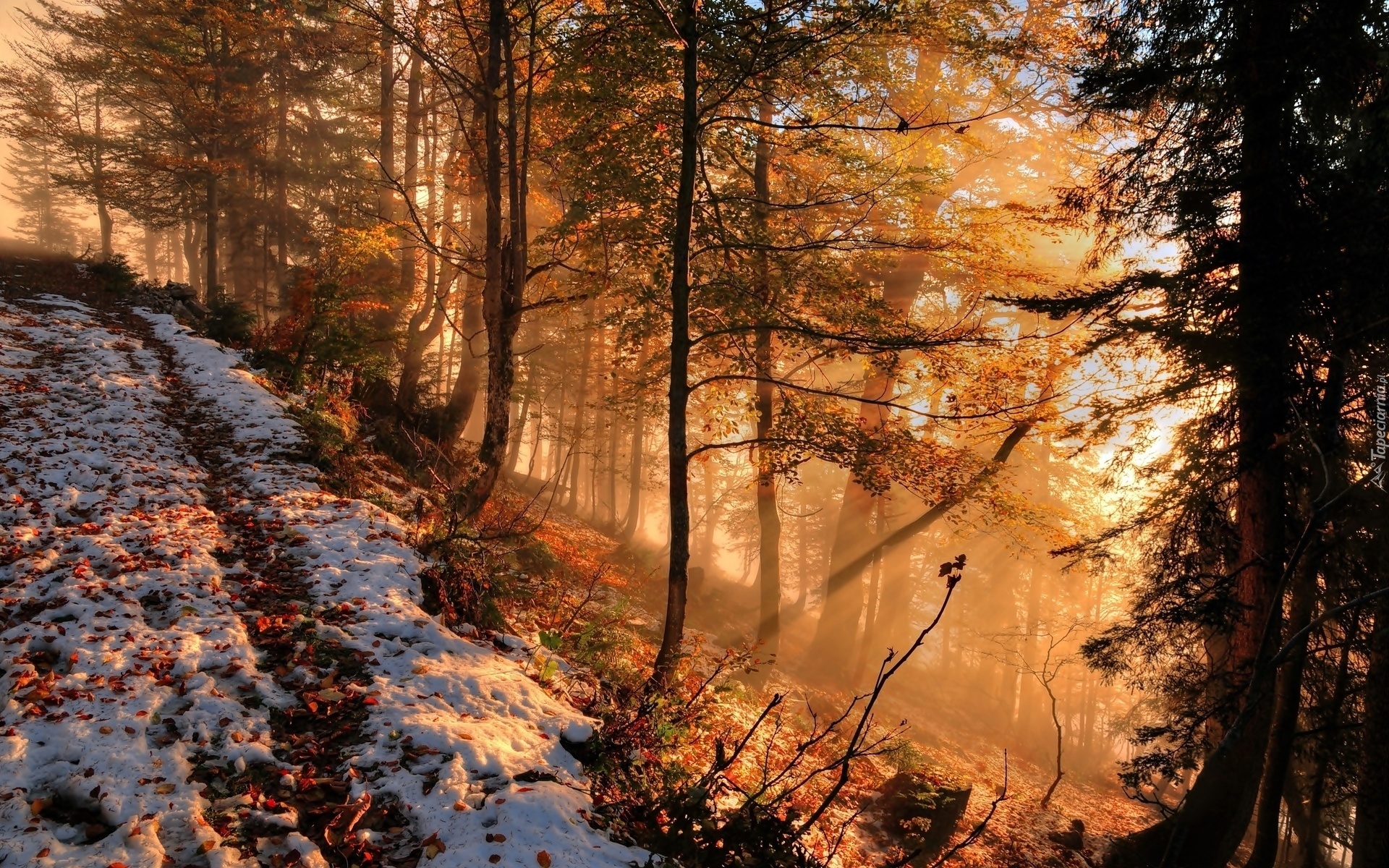 Jesień, Las, Mgła, Przyprószony, Śnieg