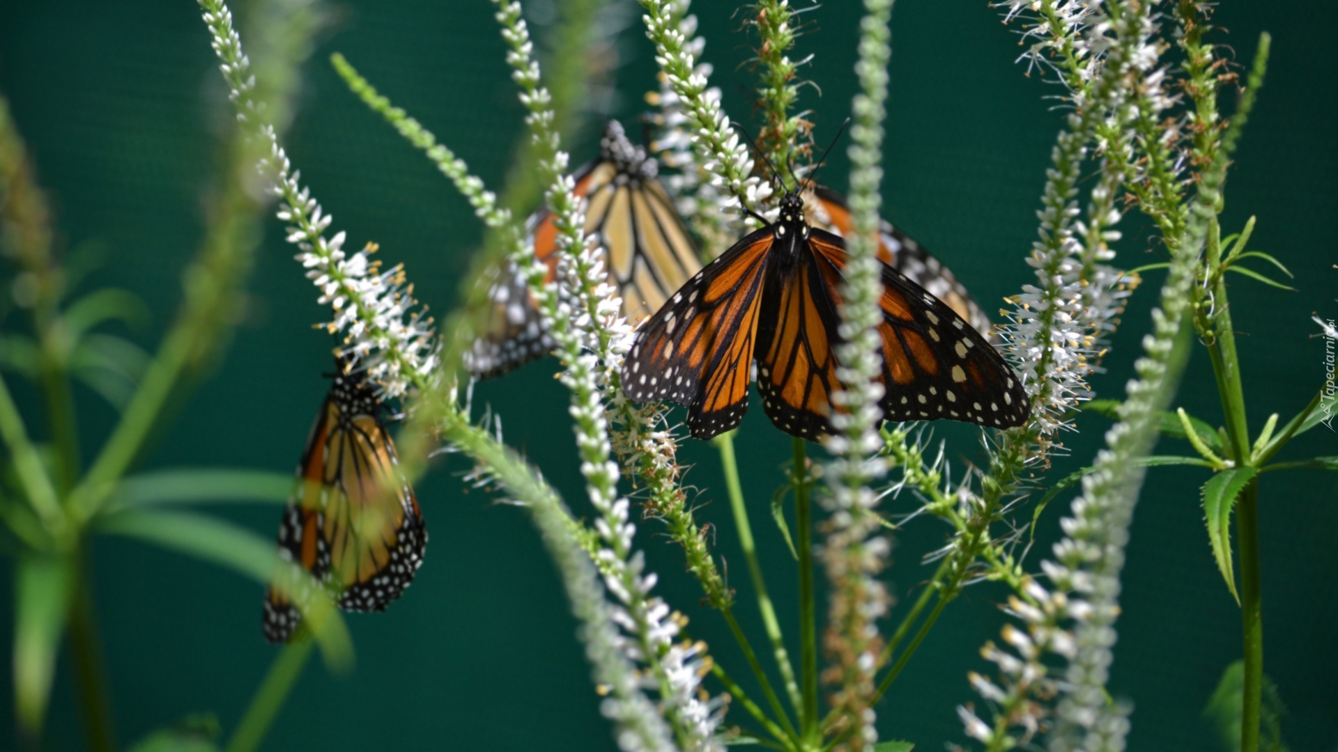 Motyl, Monarcha, Trawa