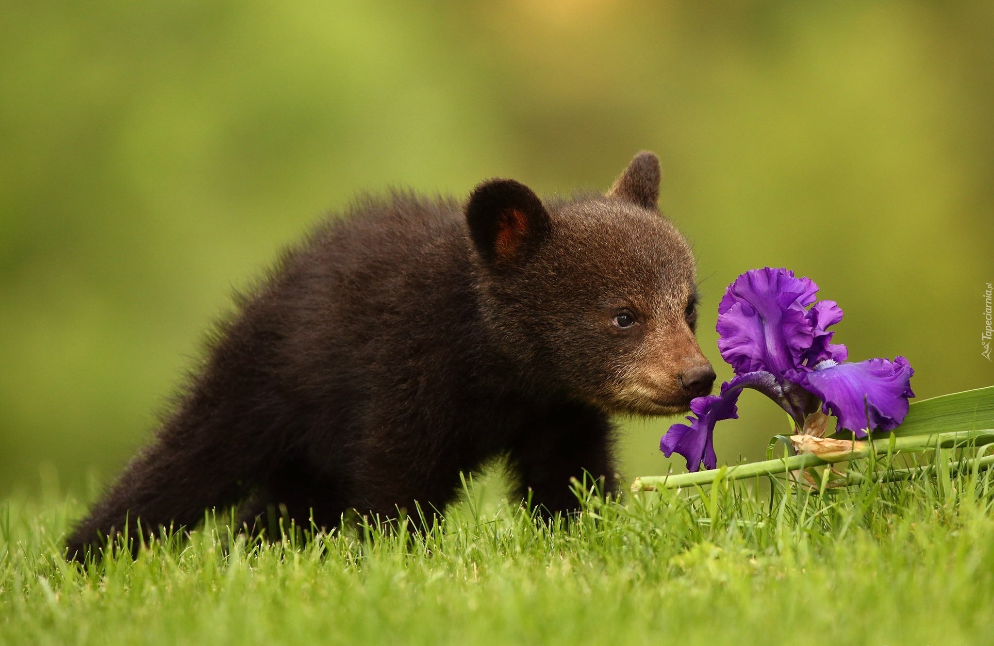Mały, Niedźwiadek, Kwiatek, Trawa