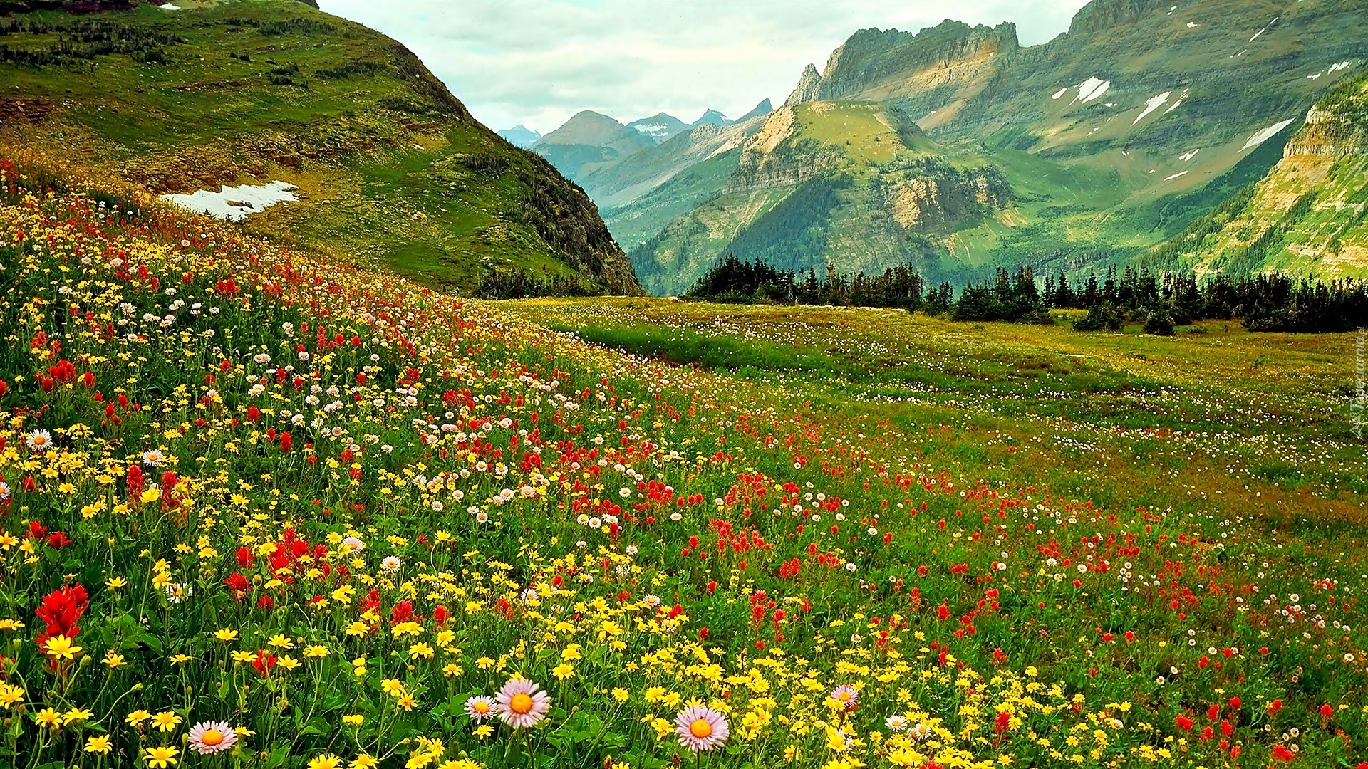 цветы полевые горы скачать