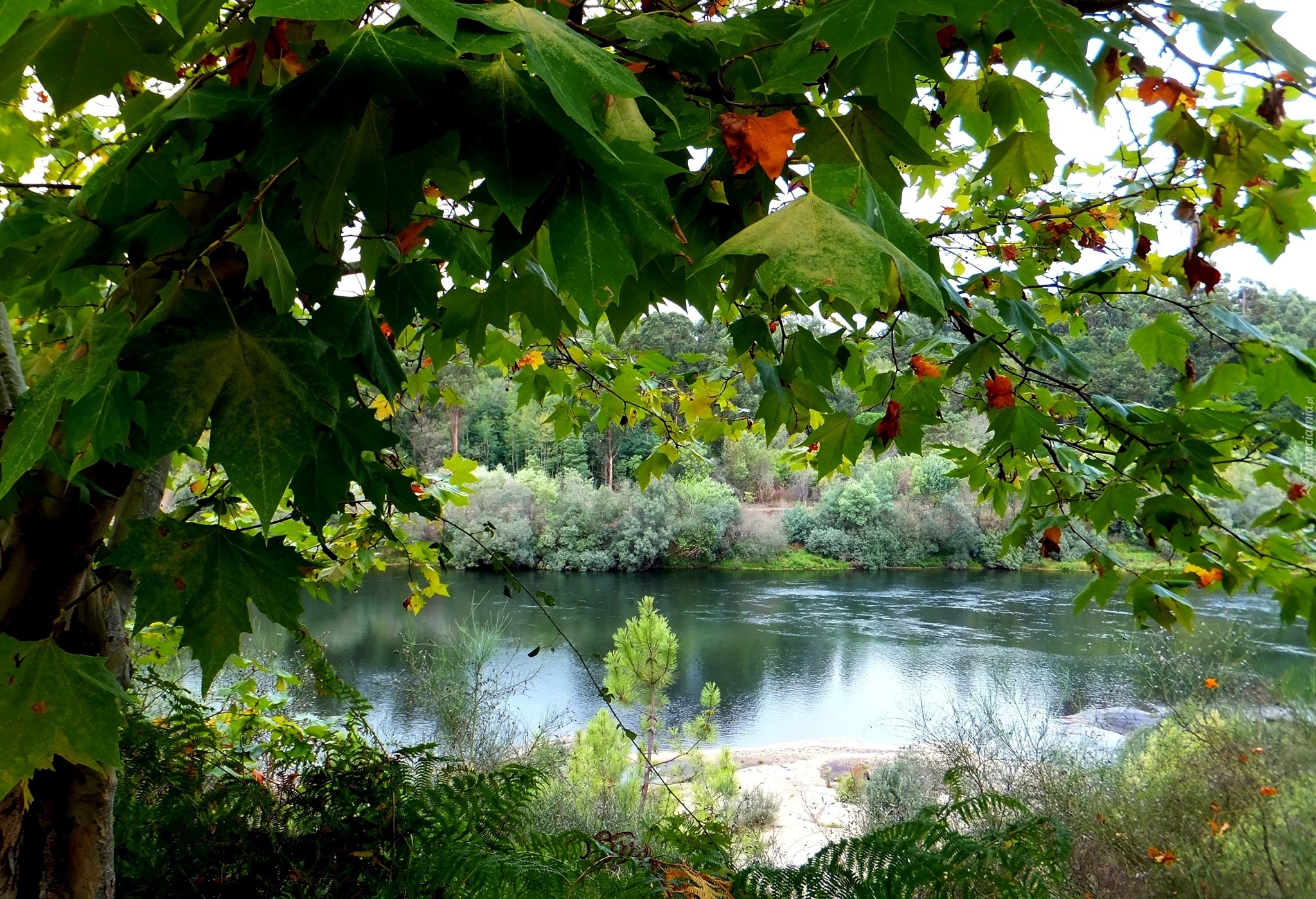 Rzeka, Drzewo, Liście