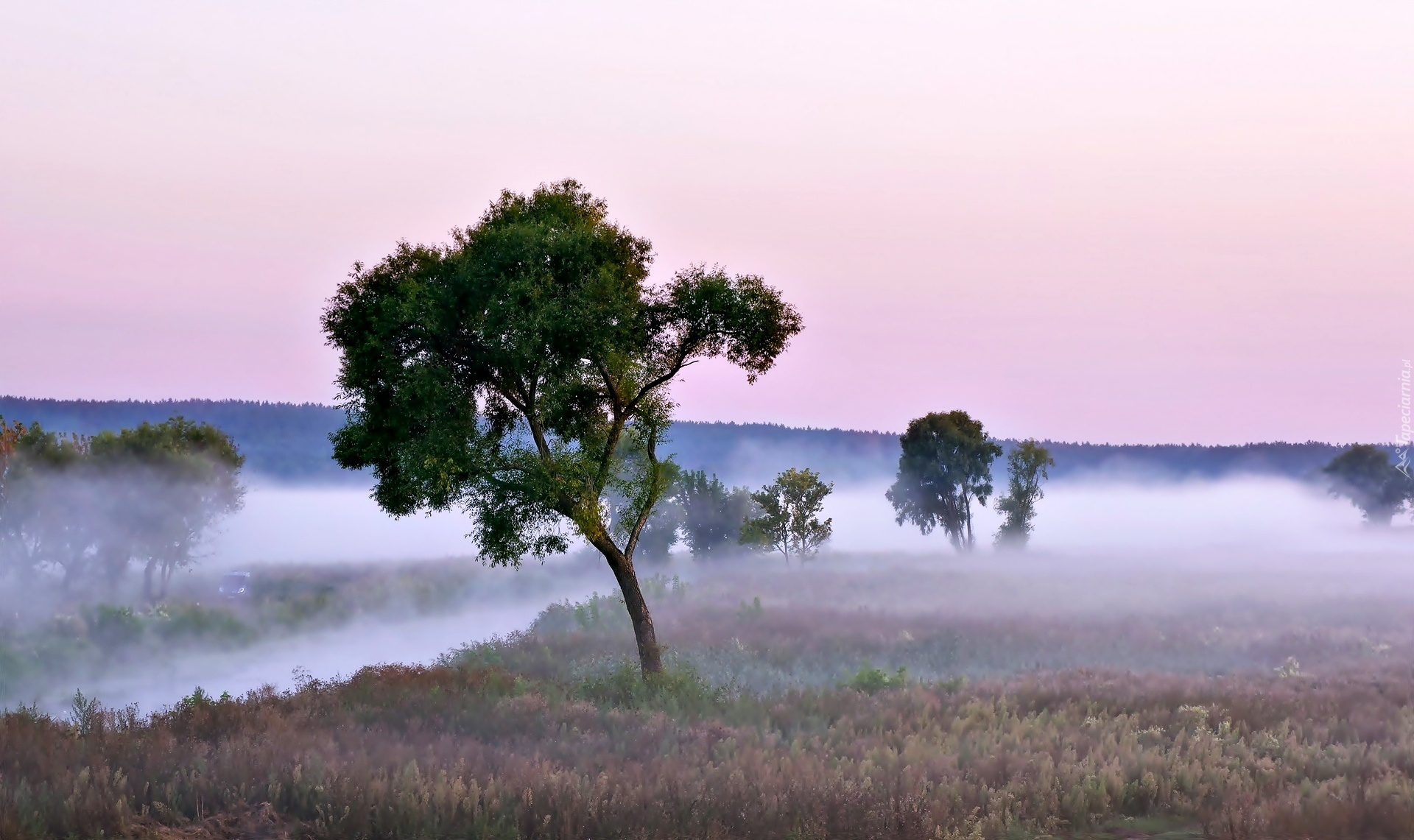 Pole, Rzeka, Mgła, Drzewa