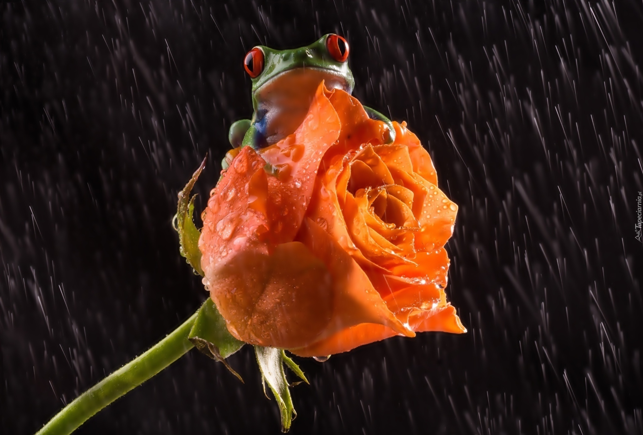 Żaba, Róża, Deszcz