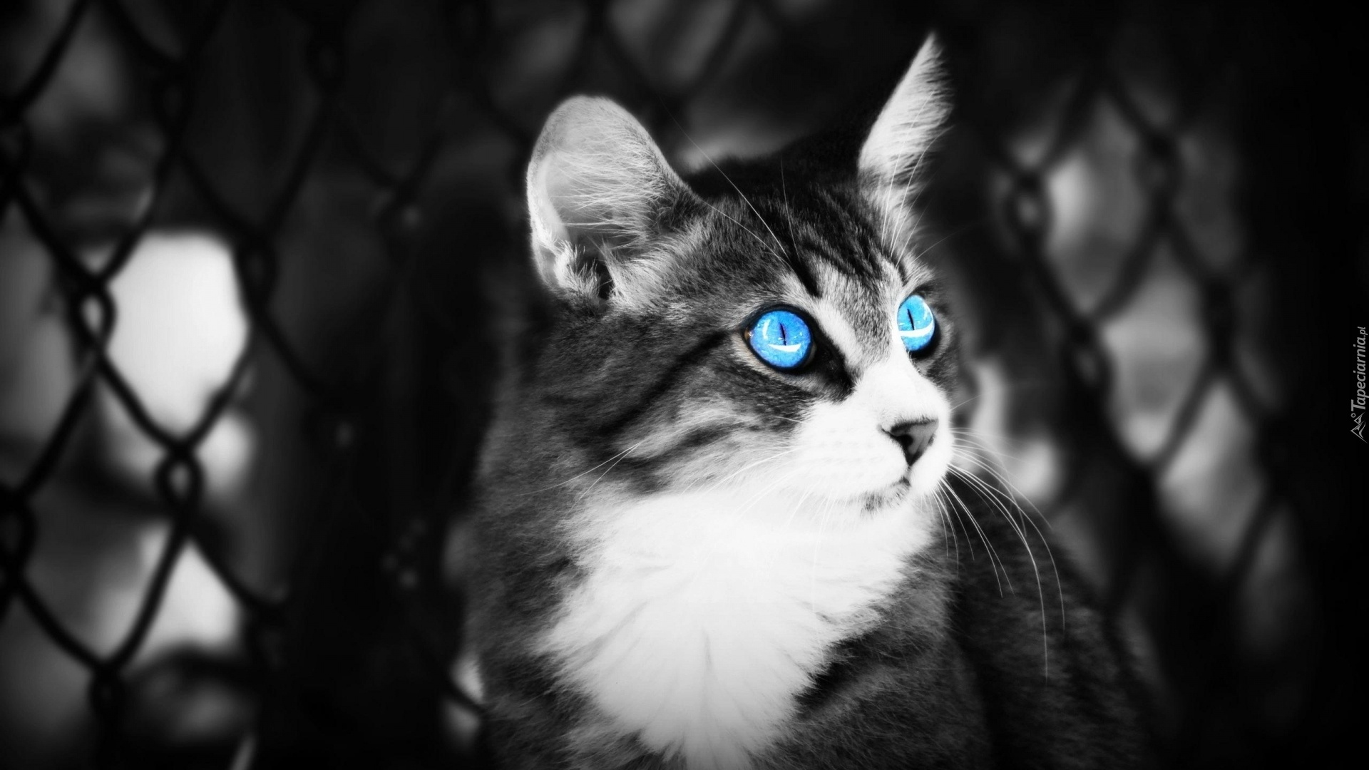 Kot, Oczy