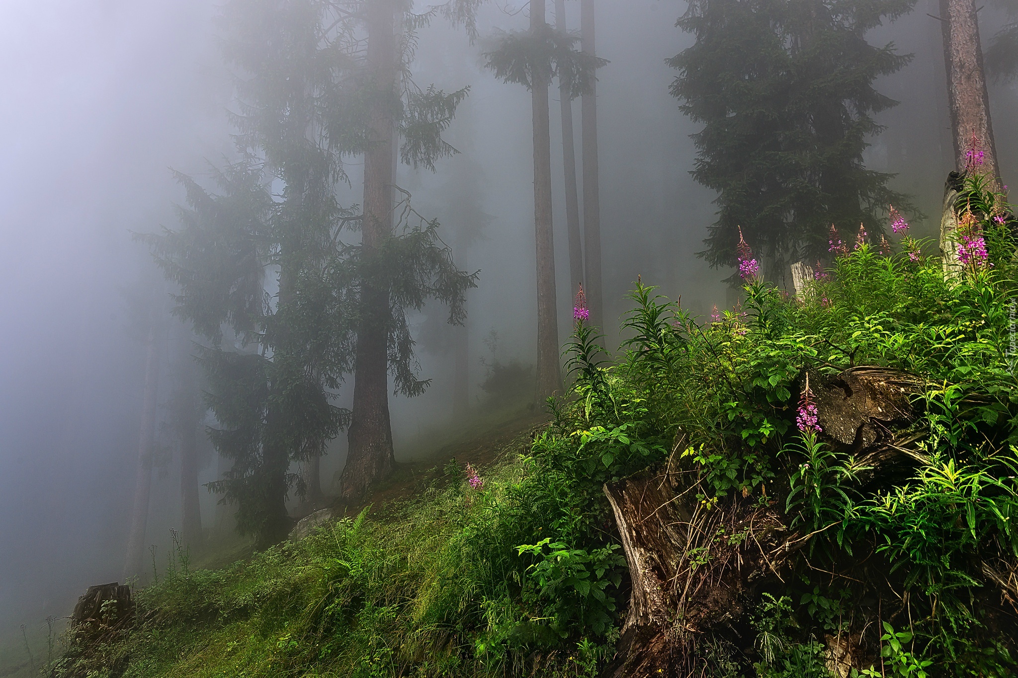 Las, Mgła, Pień, Rośliny, Kwiatki