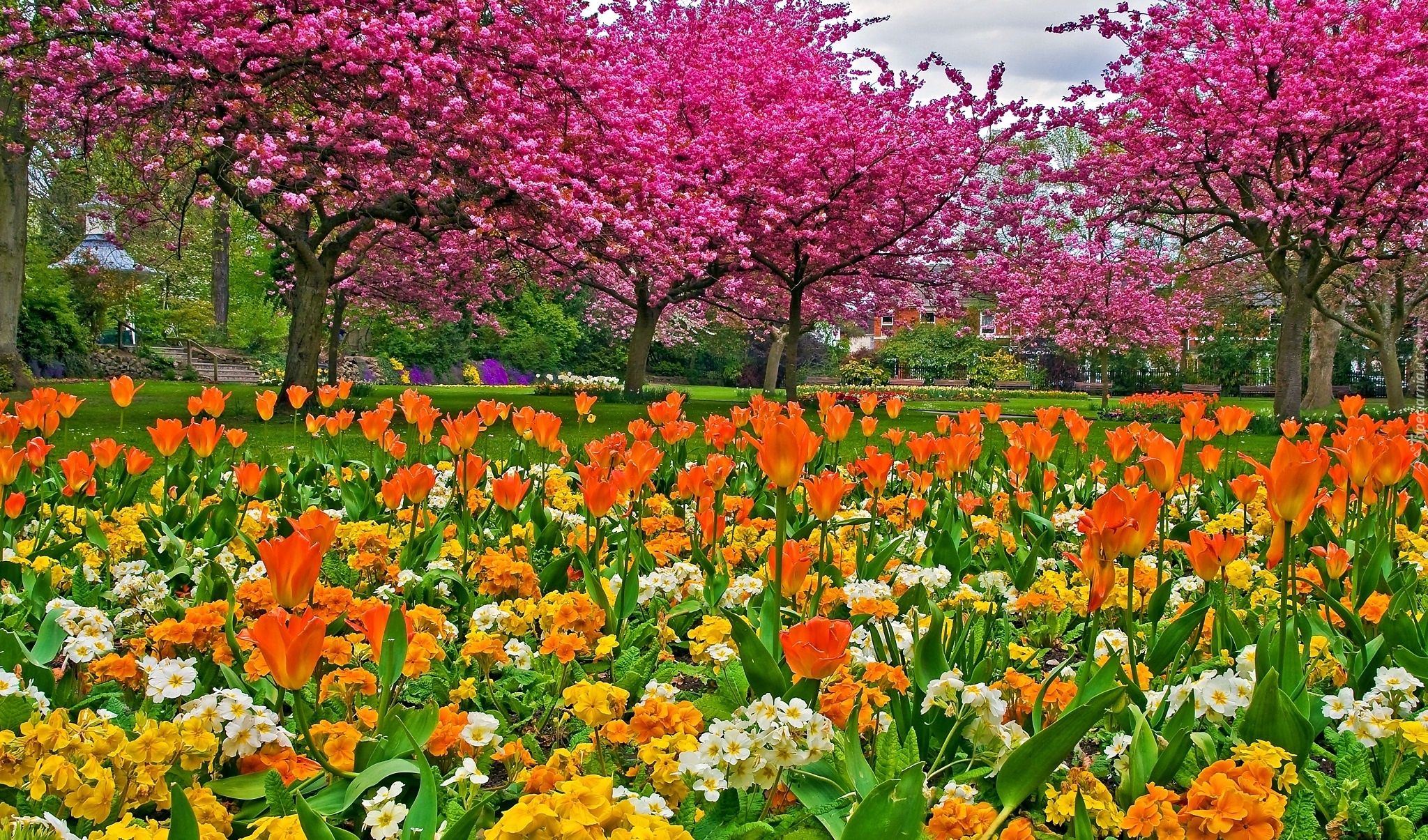 Park, Tulipany, Kwitnące, Drzewa, Wiosna