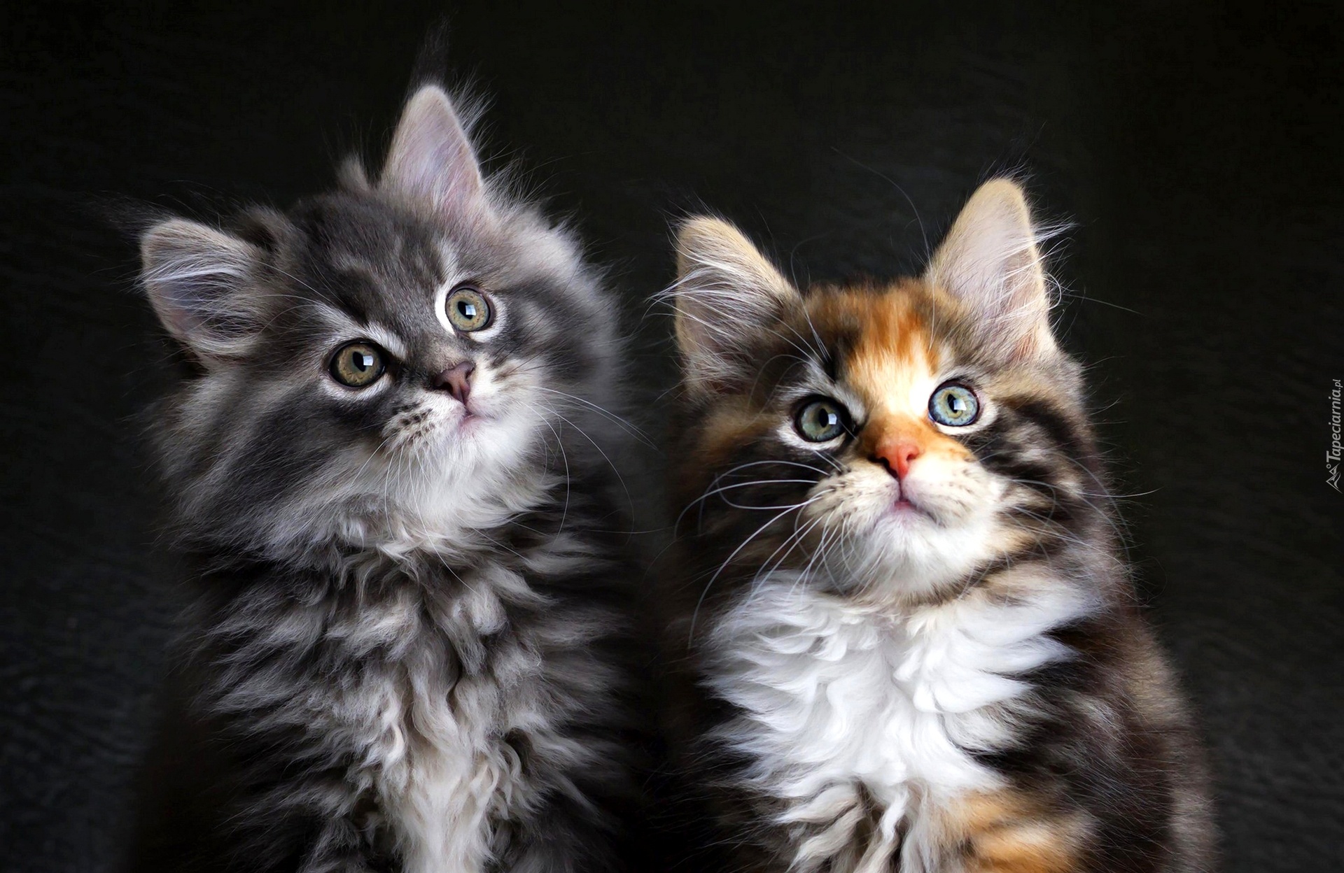 Dwa, Koty, Kotki, Maine coon