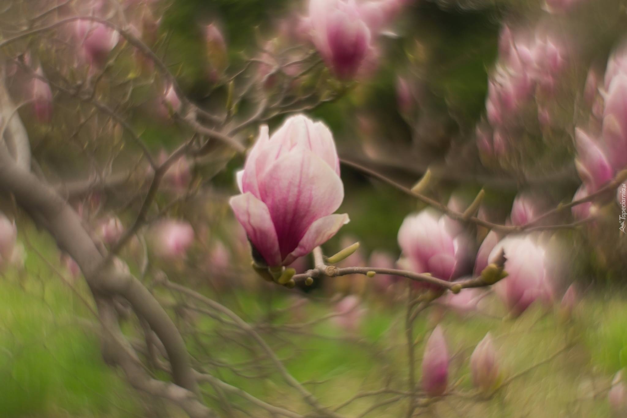 Magnolia, Kwiat, Gałązki