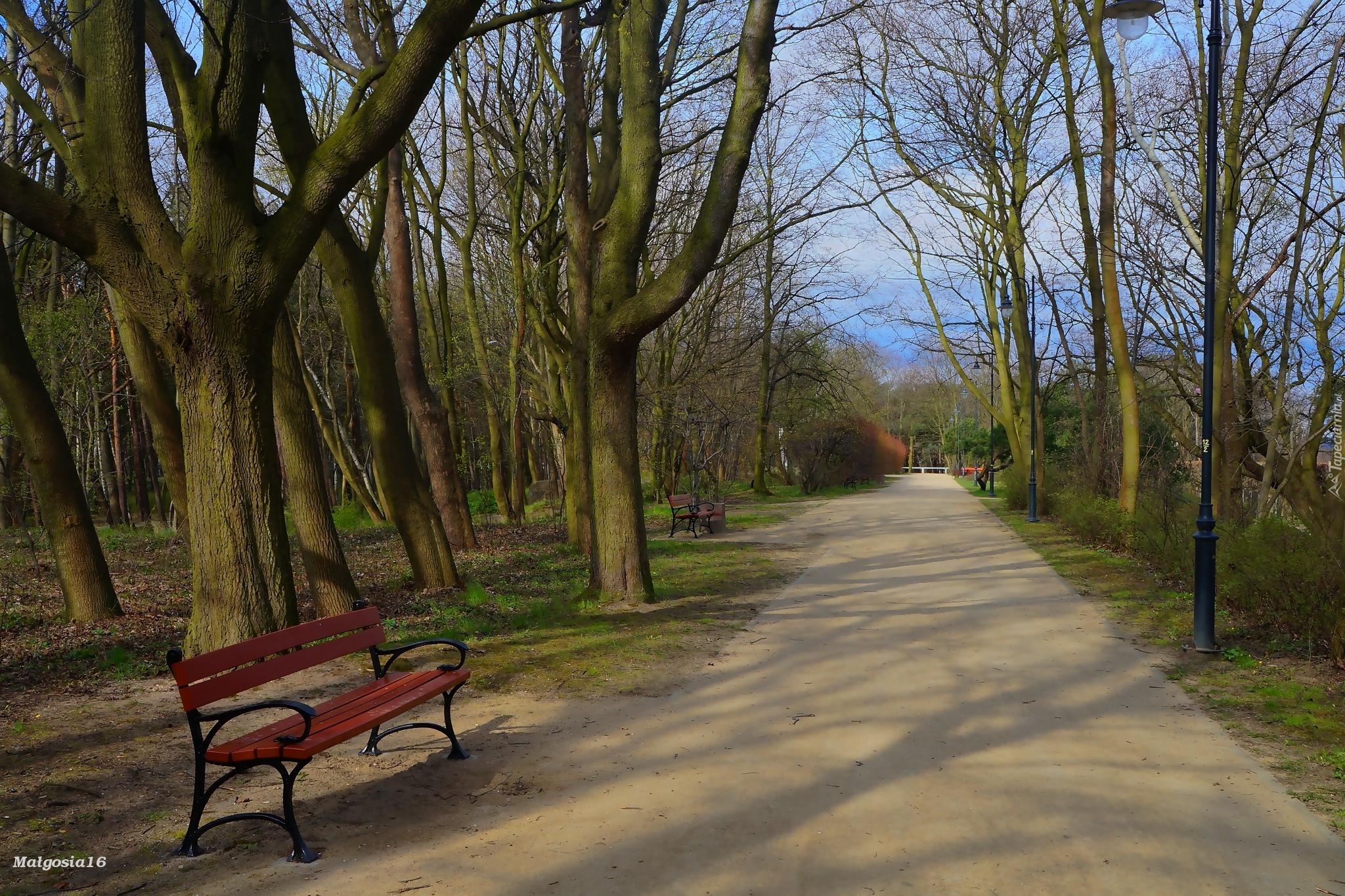Park, Alejka, Drzewa, Ławka