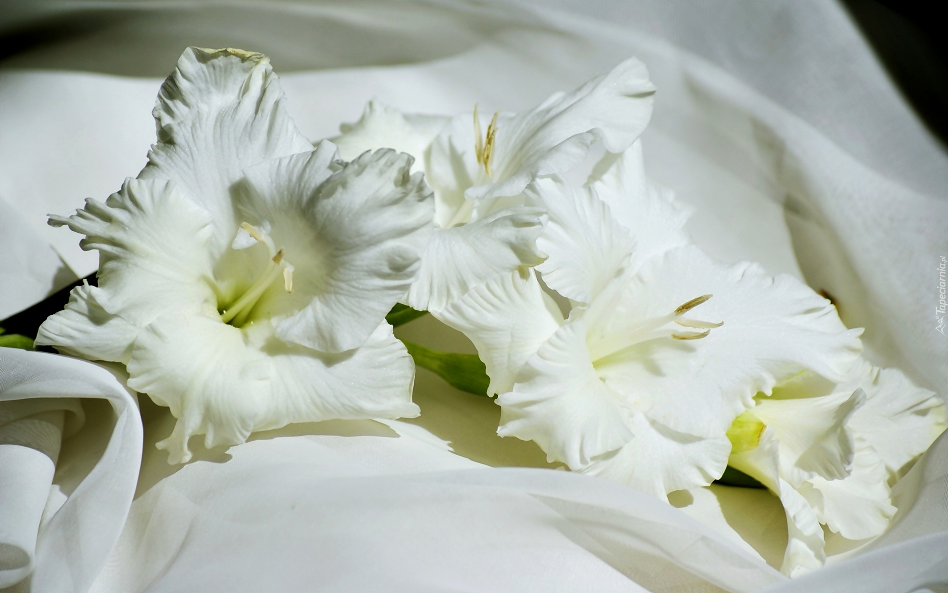 Kwiat, Biały, Mieczyk, Gladiola
