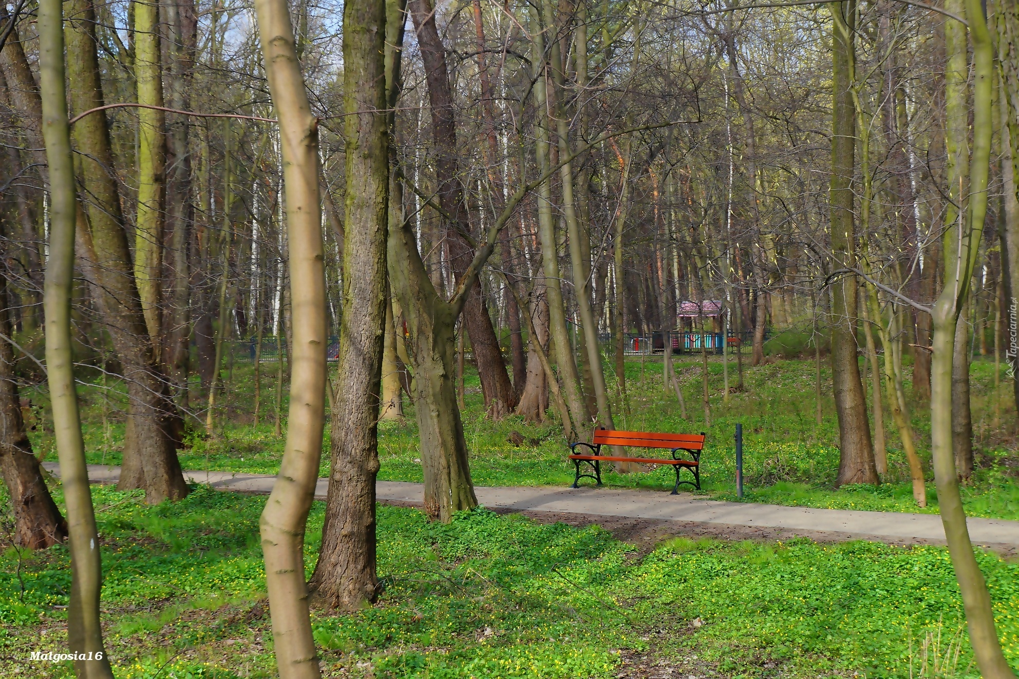 Park, Ławka, Drzewa, Zieleń, Alejka