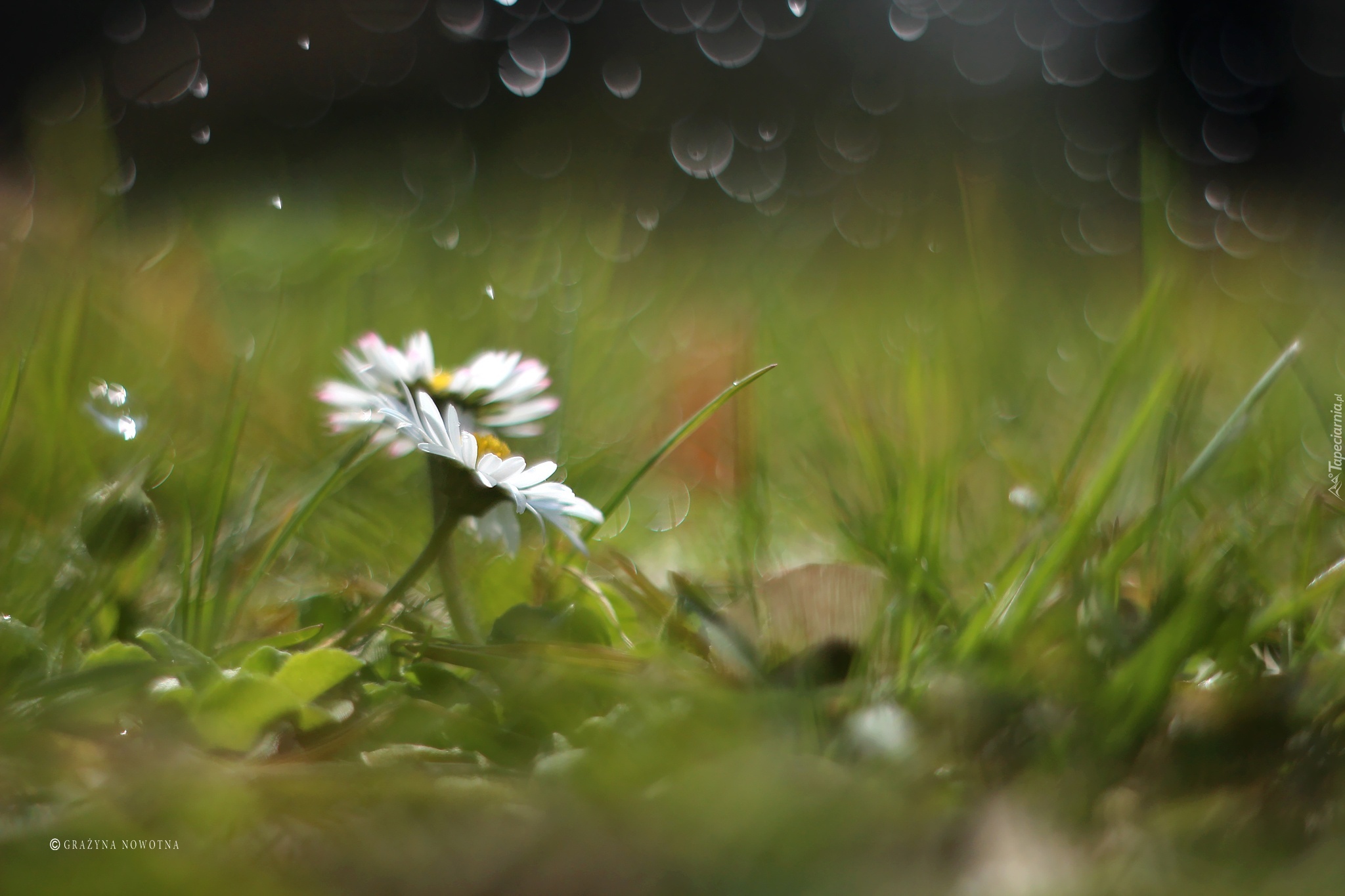 Stokrotki, Białe, Kwiaty, Bokeh