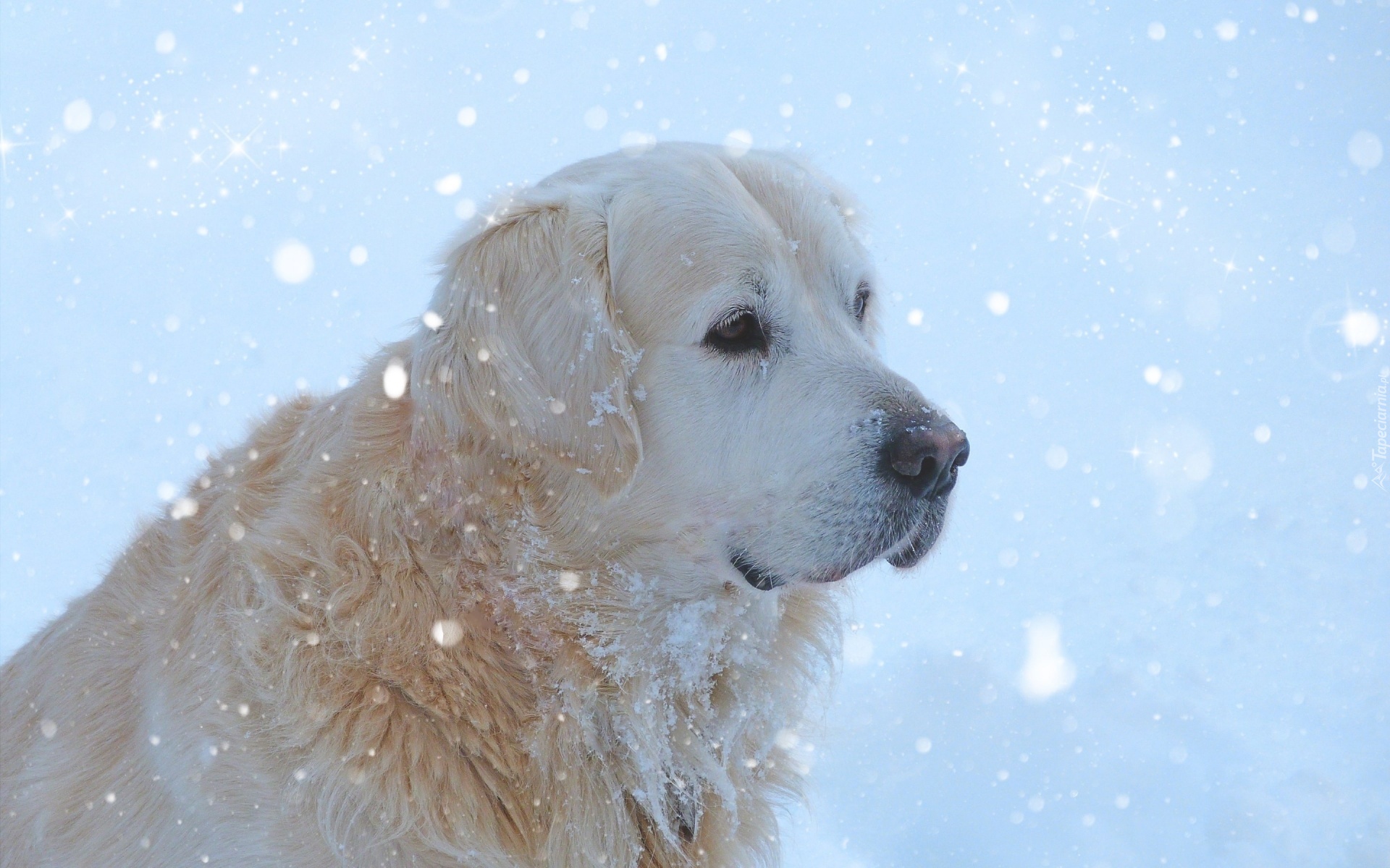 Golden Retriever, Pies, Śnieg, Zima