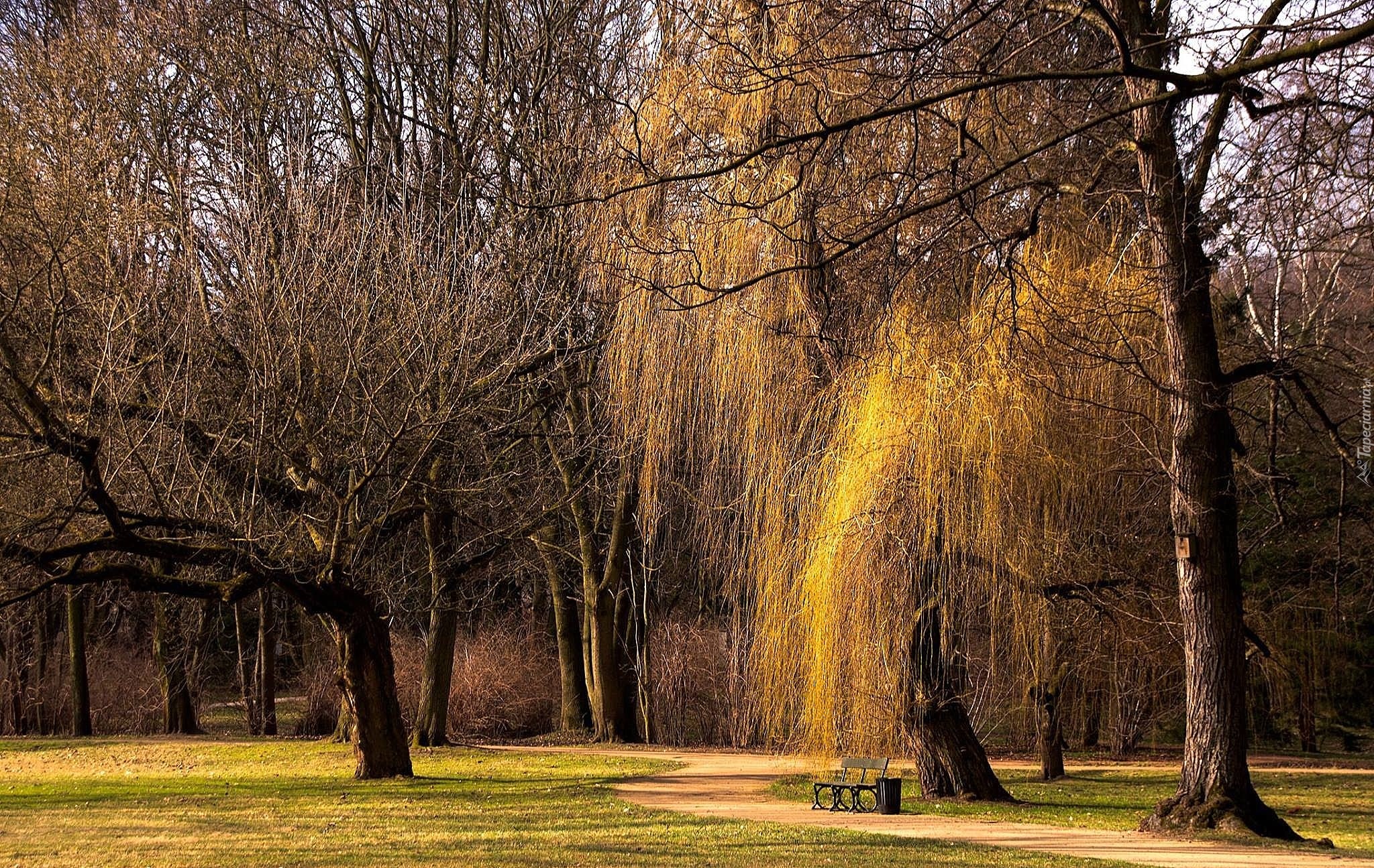 Drzewa, Park, Ławka