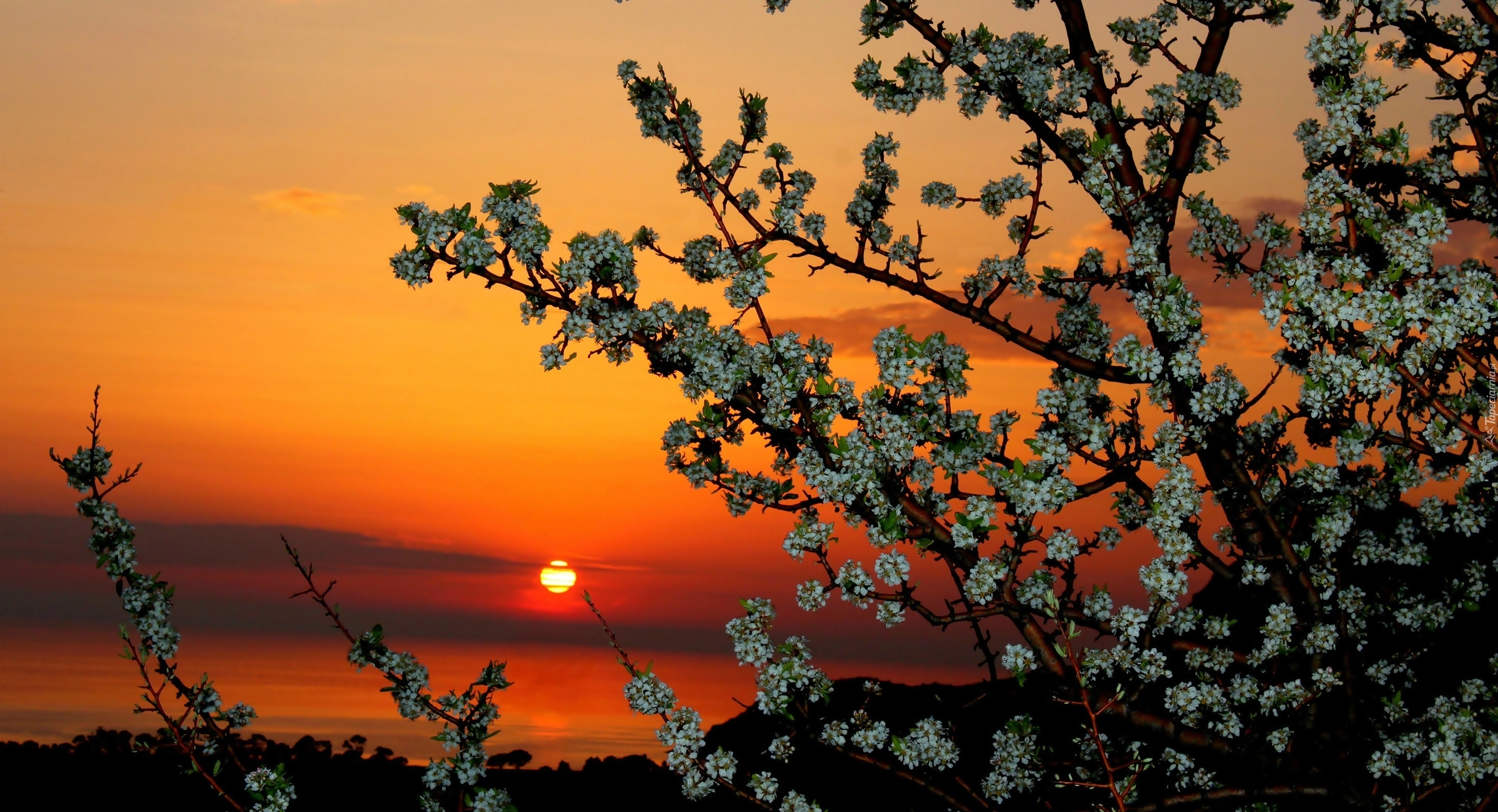 Owocowe Drzewo, Kwiatki, Zachód Słońca, Wiosna