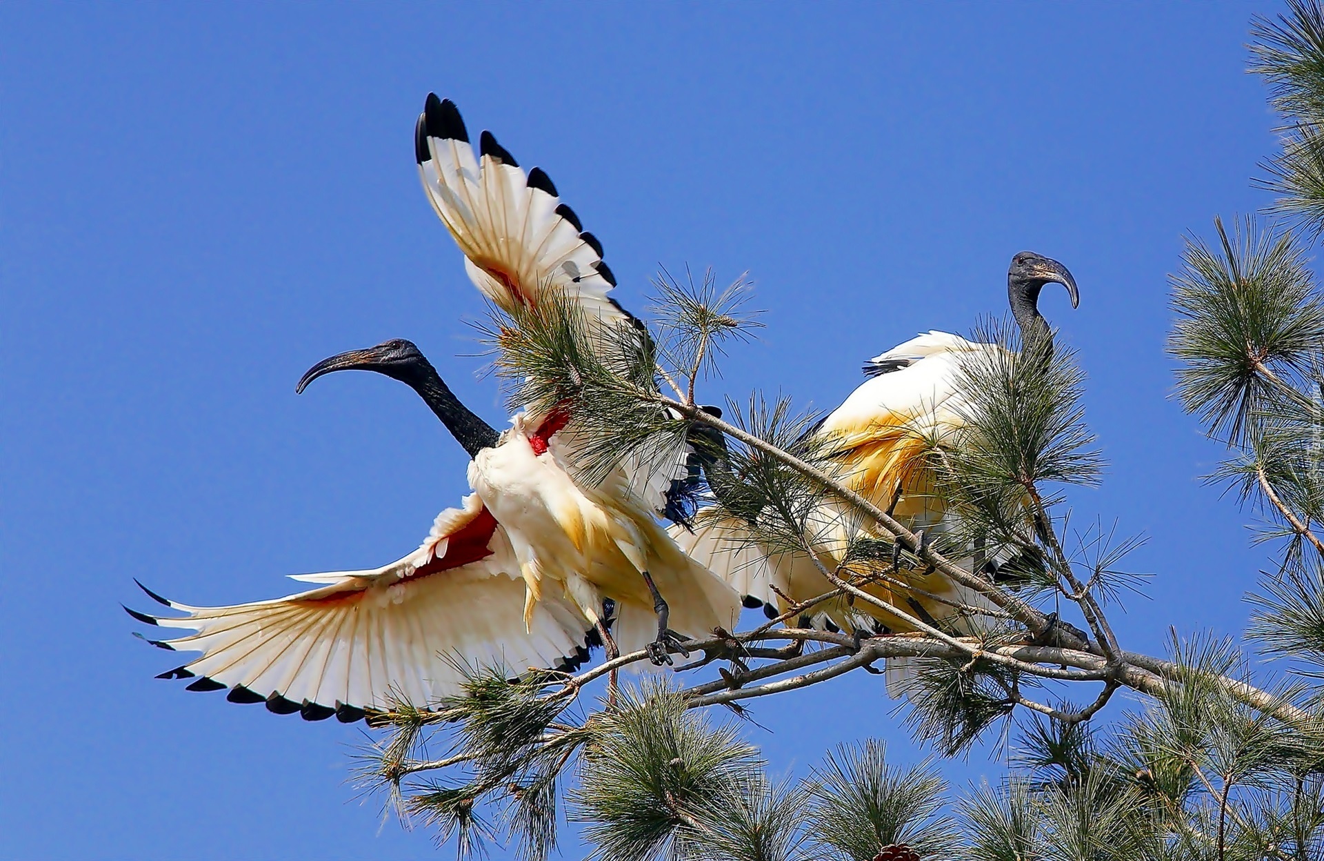 Ptaki, Ibis Biały, Drzewo