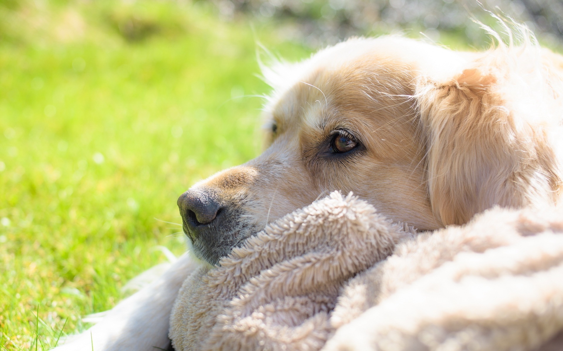 Piesek, Kocyk, Golden Retriever