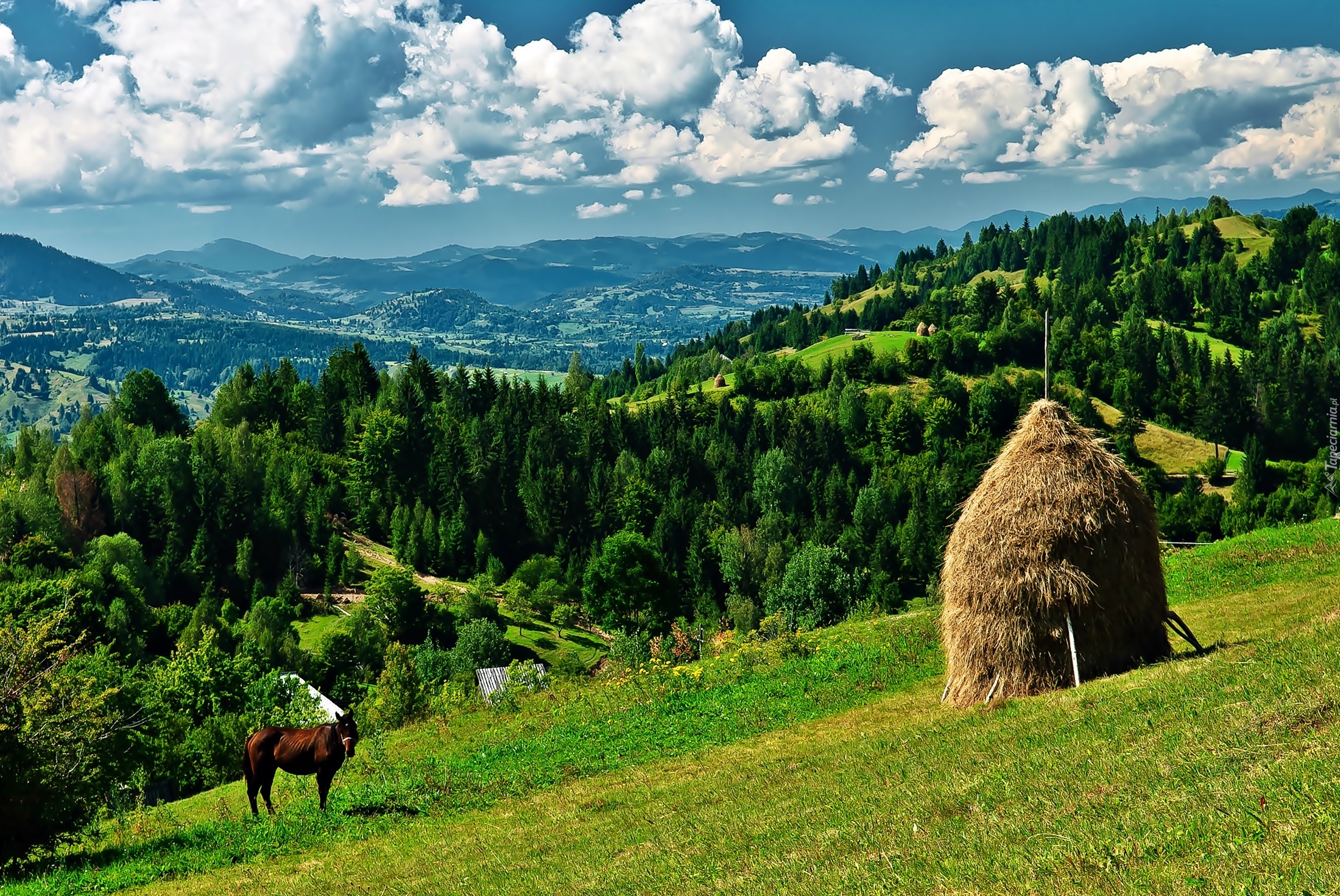 Góry, Lasy, Łąka, Koń, Stóg, Siana