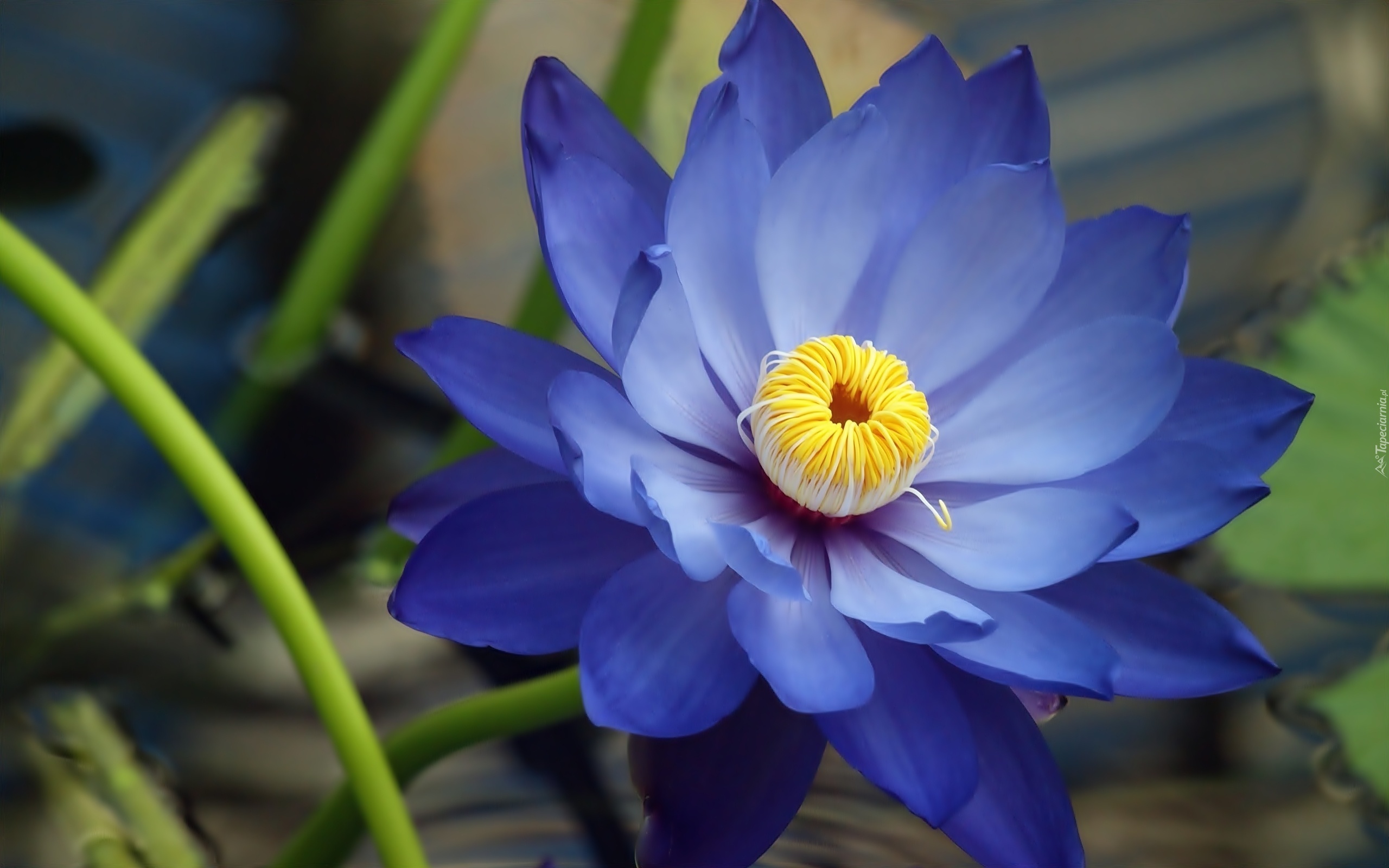 Niebieski, Kwiat, Lilia wodna