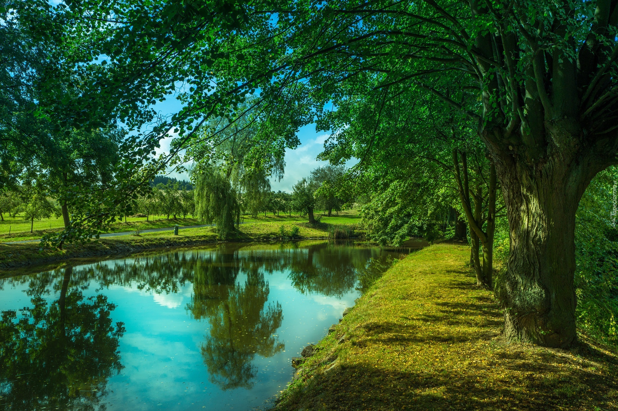 Rzeka, Park, Drzewa