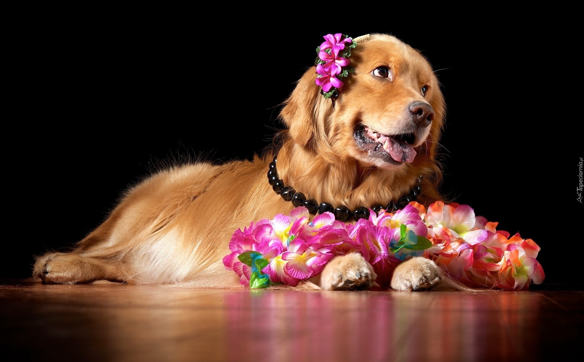 Piesek, Kwiaty, Golden Retriever