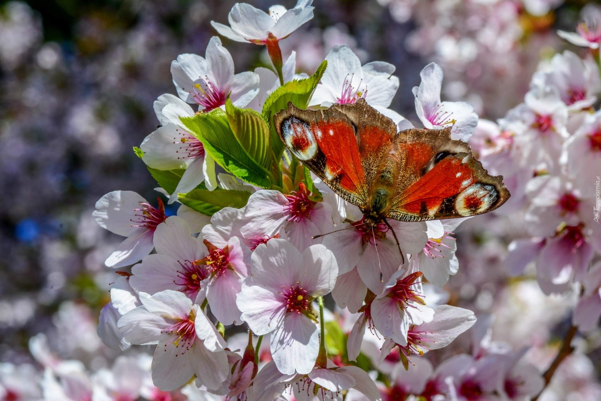 Wiosna, Kwiaty, Drzewo Owocowe, Motyl, Rusałka, Pawik