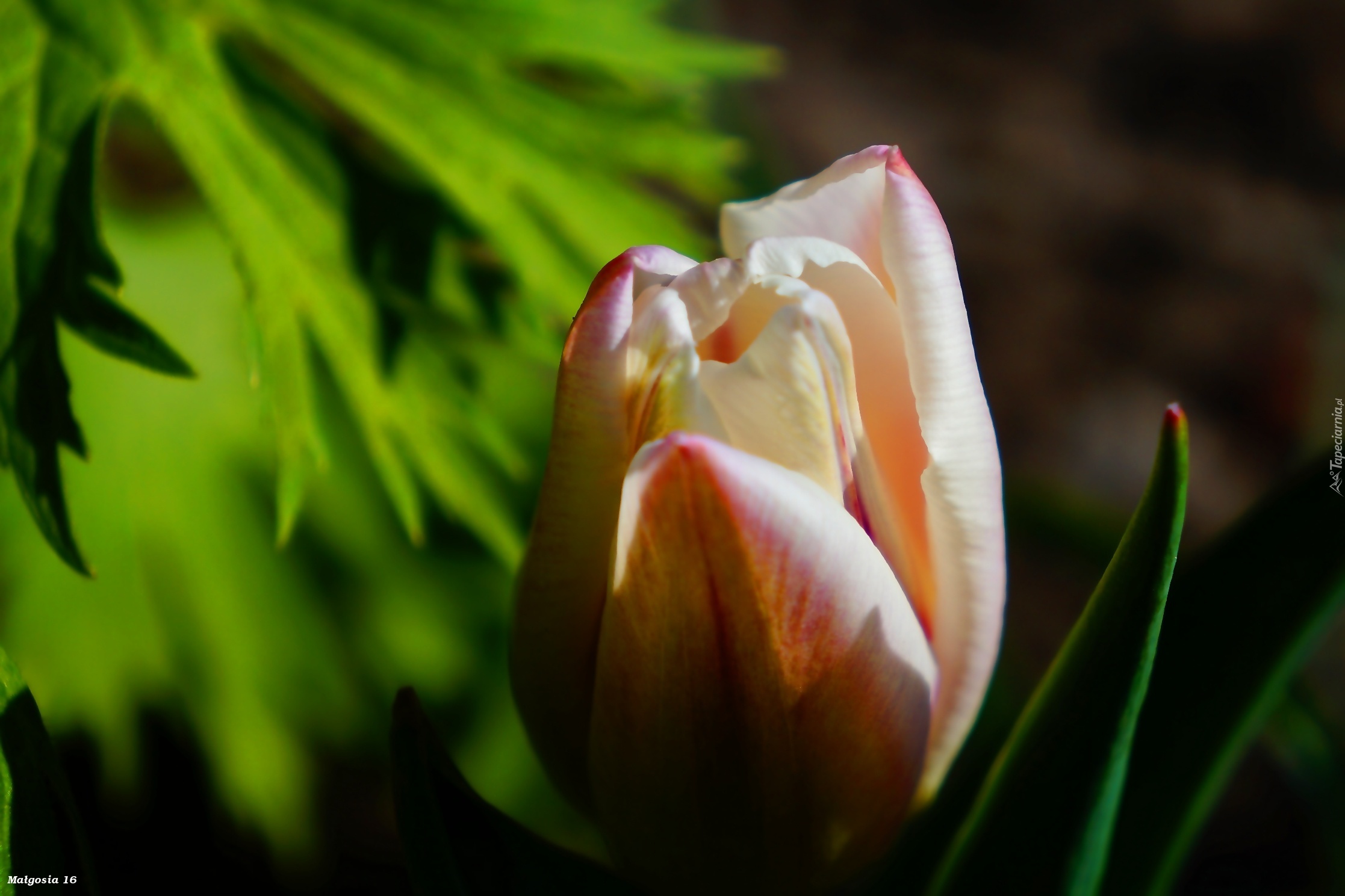 Kwiat, Tulipan, Wiosenny