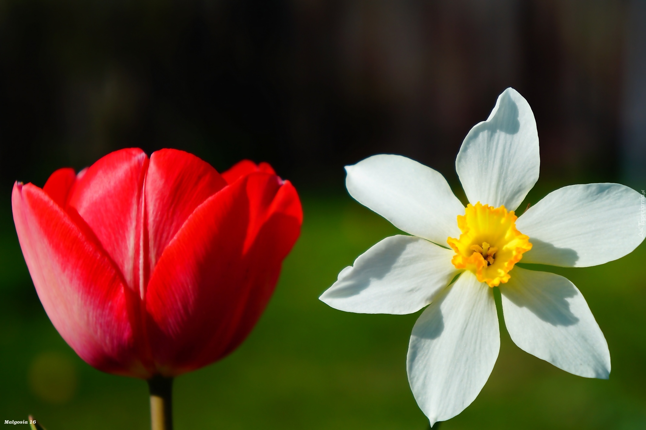 Kwiaty, Wiosenne, Tulipan, Narcyz