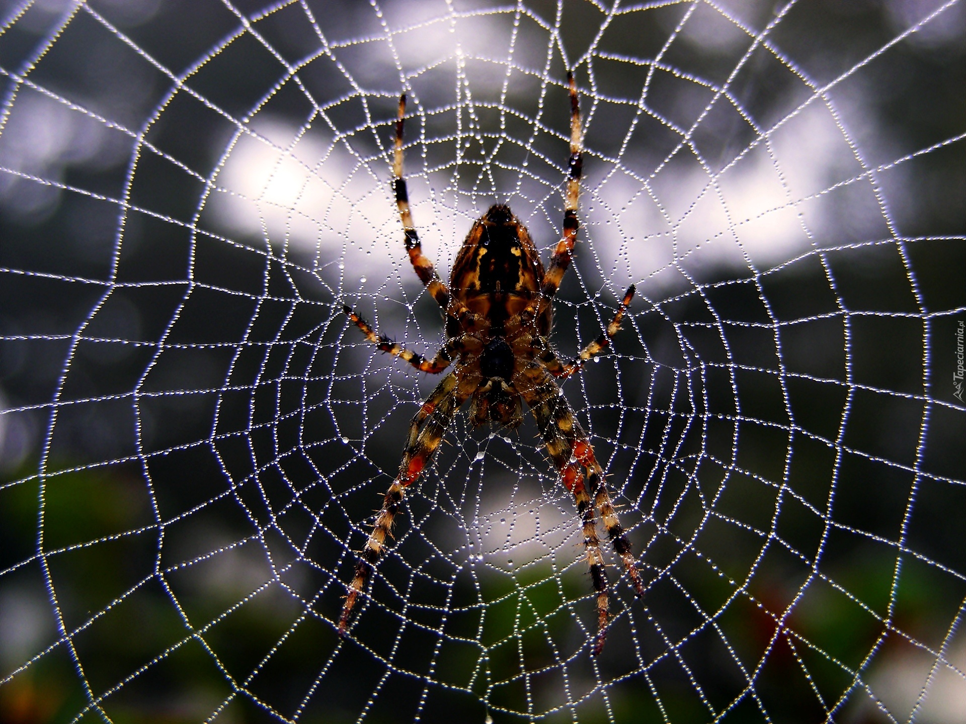 Pająk, Krzyżak, Pajęczyna, Krople