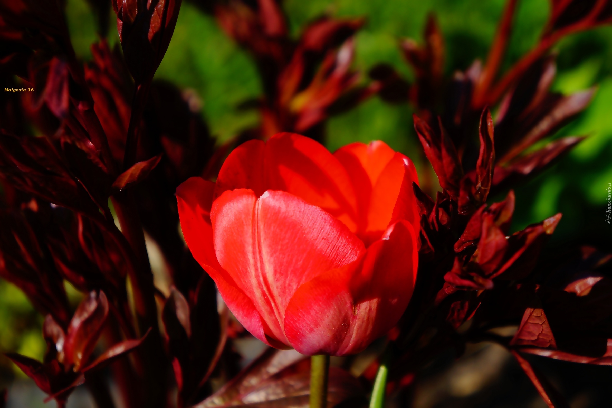 Kwiat, Wiosna, Tulipan, Czerwony