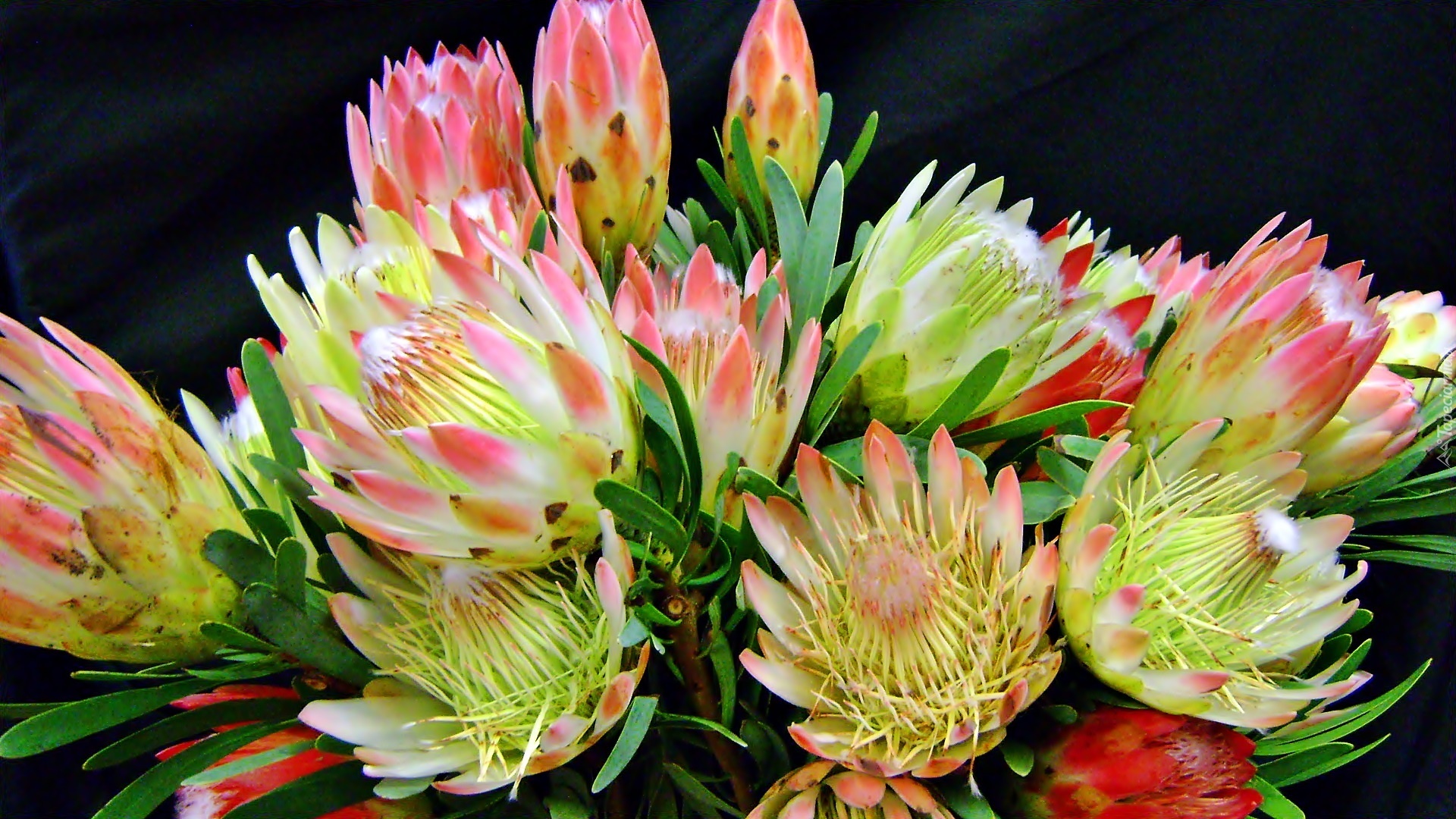 Protea